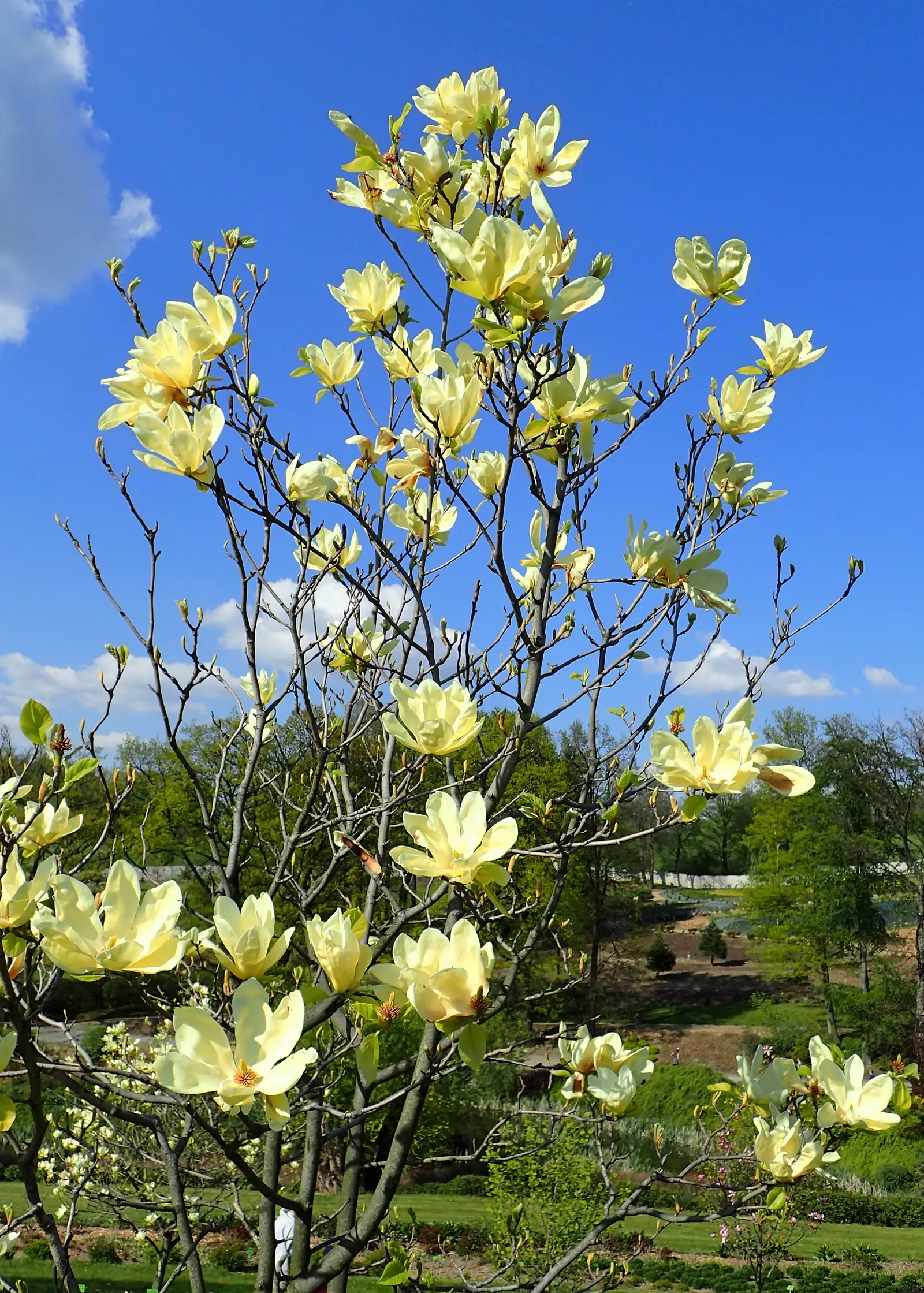 Elizabeth Magnolia (Magnolia 'Elizabeth') — With a moderate growth rate