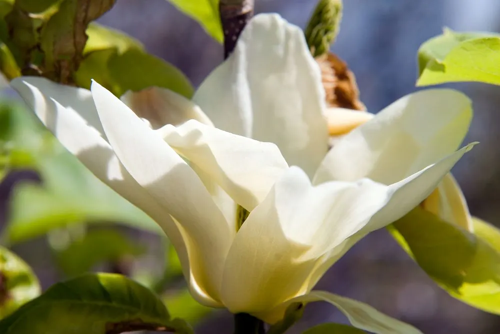 Elizabeth Magnolia (Magnolia 'Elizabeth') — Its limited seed production makes it a low-maintenance choice for impactful visual interest