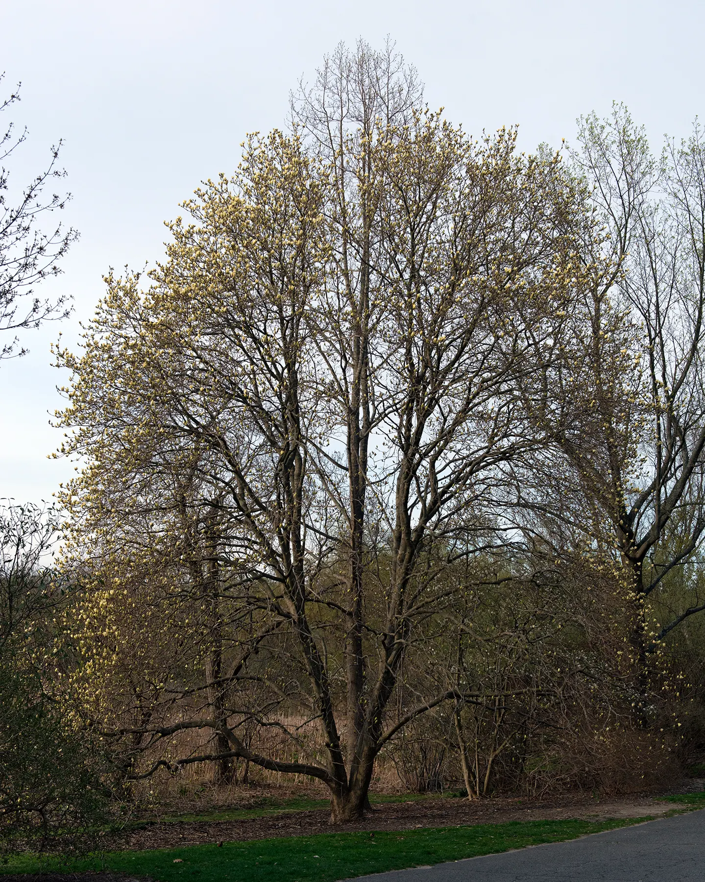 Elizabeth Magnolia (Magnolia 'Elizabeth') — which can be up to 6 inches across