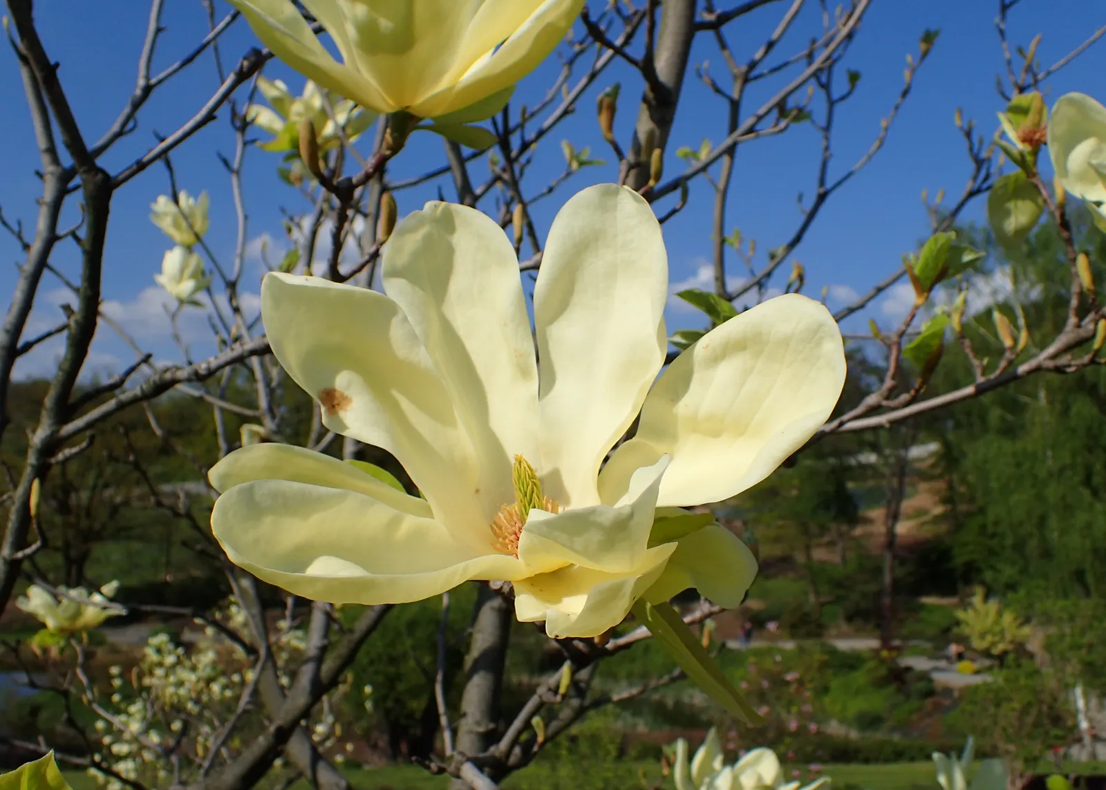 Elizabeth Magnolia (Magnolia 'Elizabeth') — this tree is resistant to most pests and diseases