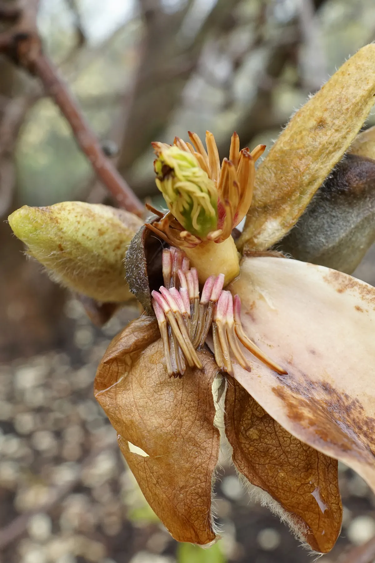 Elizabeth Magnolia (Magnolia 'Elizabeth') — Expect it to reach up to 30-50 feet in height with a 25-35 foot spread