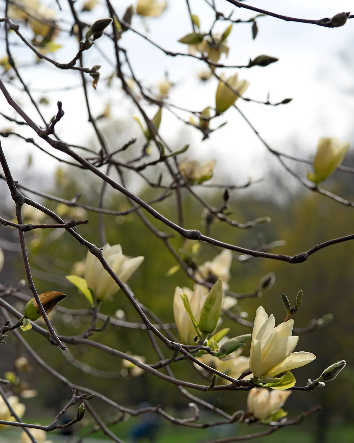 Elizabeth Magnolia (Magnolia 'Elizabeth') — This hybrid magnolia captivates with its profuse