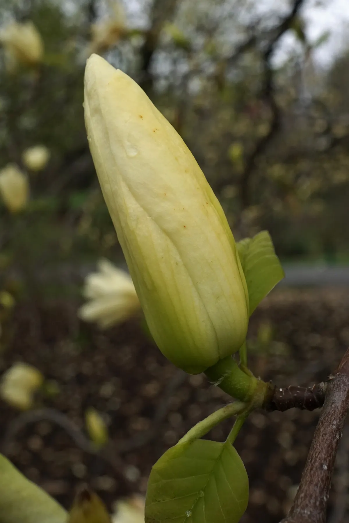 Elizabeth Magnolia (Magnolia 'Elizabeth') — the leaves change to a warm yellow bronze
