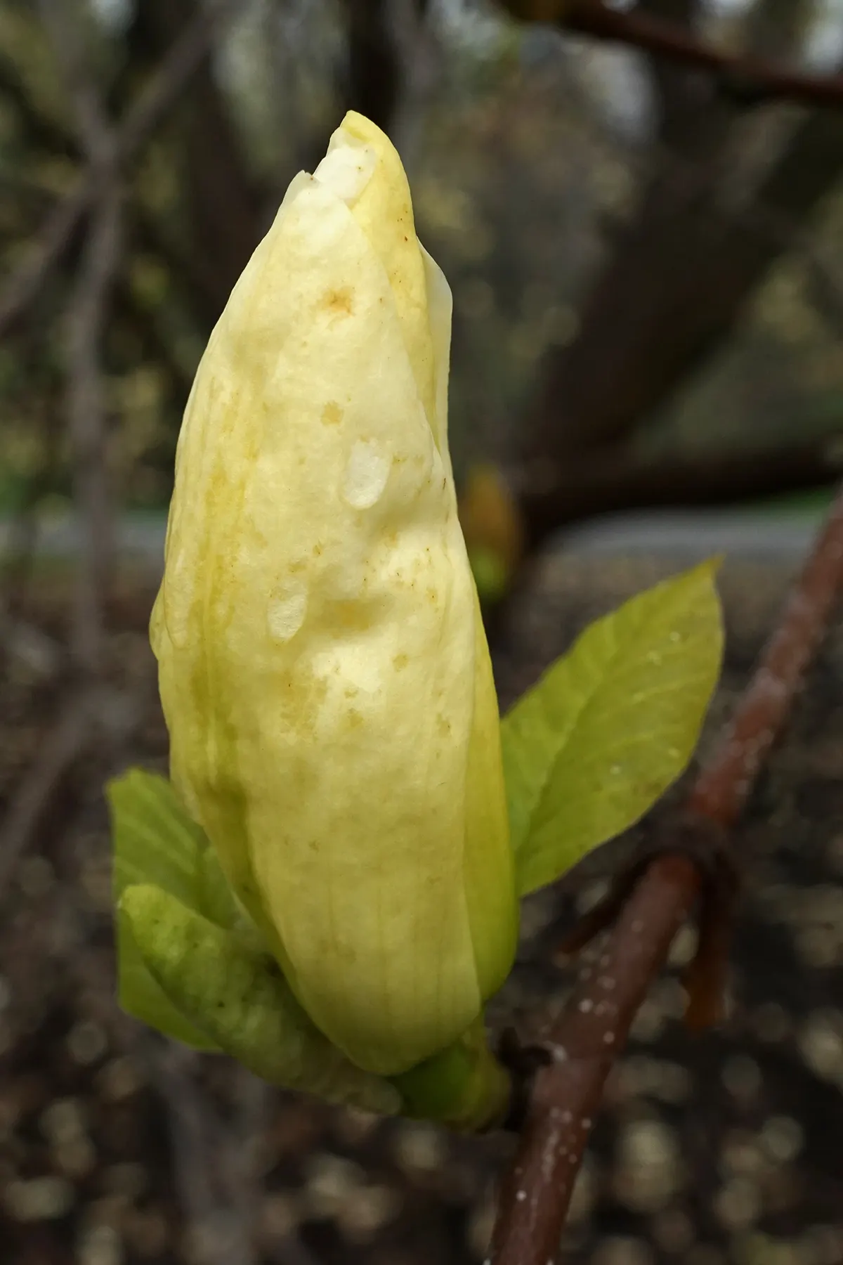Elizabeth Magnolia (Magnolia 'Elizabeth') — making it a delight for both landscapers and clients alike