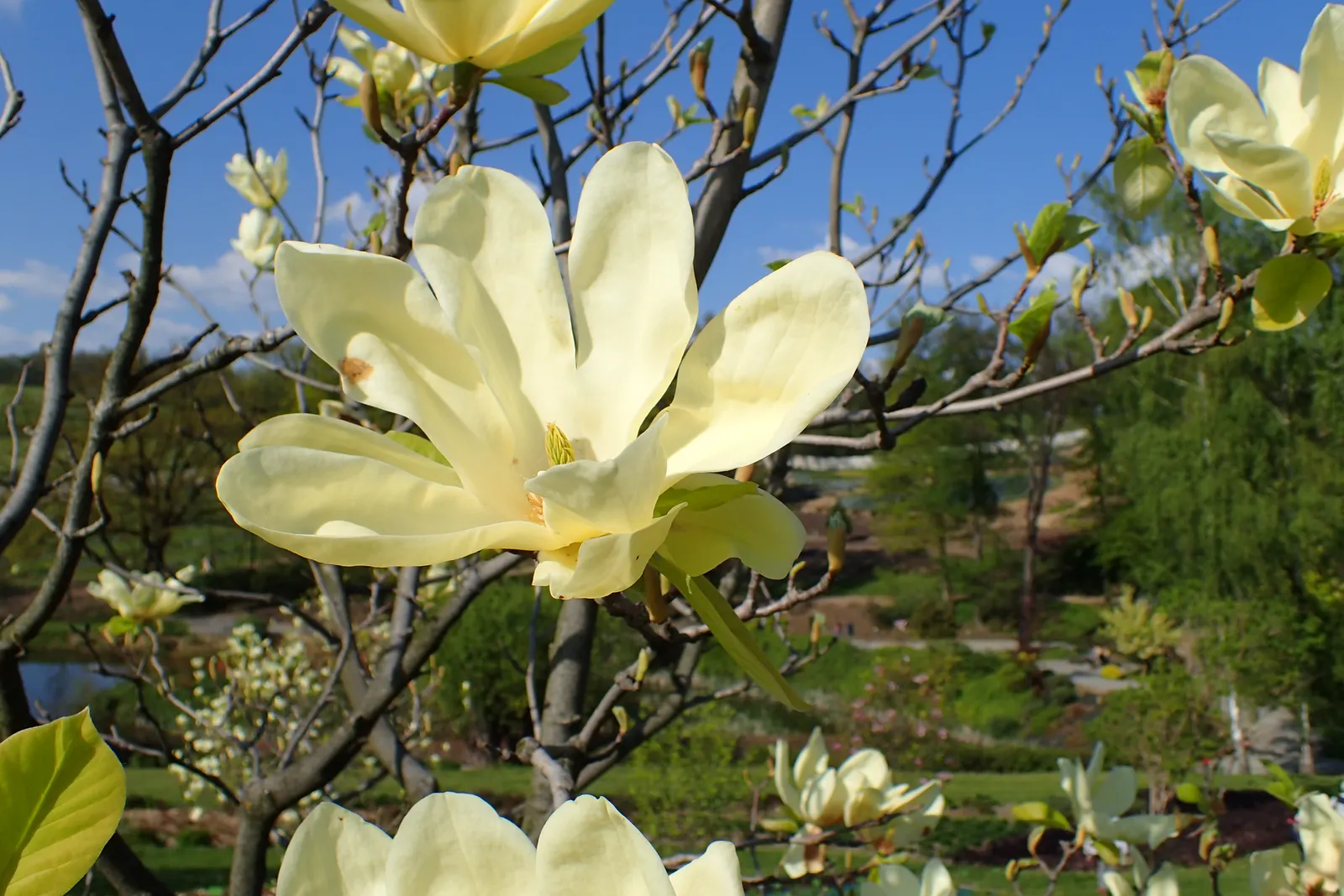 Elizabeth Magnolia (Magnolia 'Elizabeth') — Relatively low maintenance