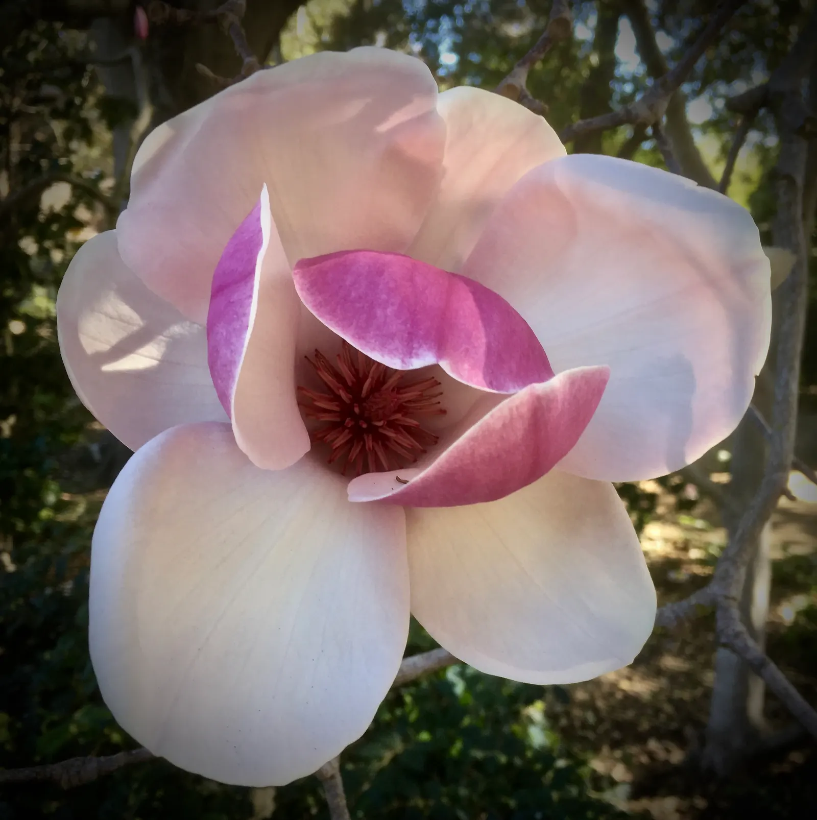 Elizabeth Magnolia (Magnolia 'Elizabeth') — pale yellow blossoms that emerge on bare branches
