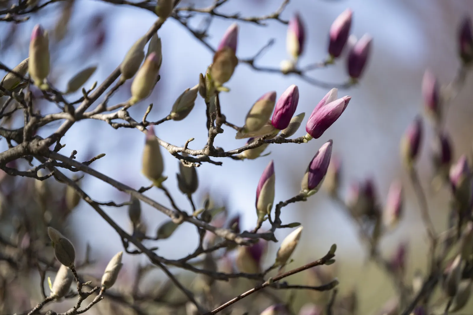 Elizabeth Magnolia (Magnolia 'Elizabeth') — It requires minimal pruning, only to maintain shape and remove any dead or crossing branches