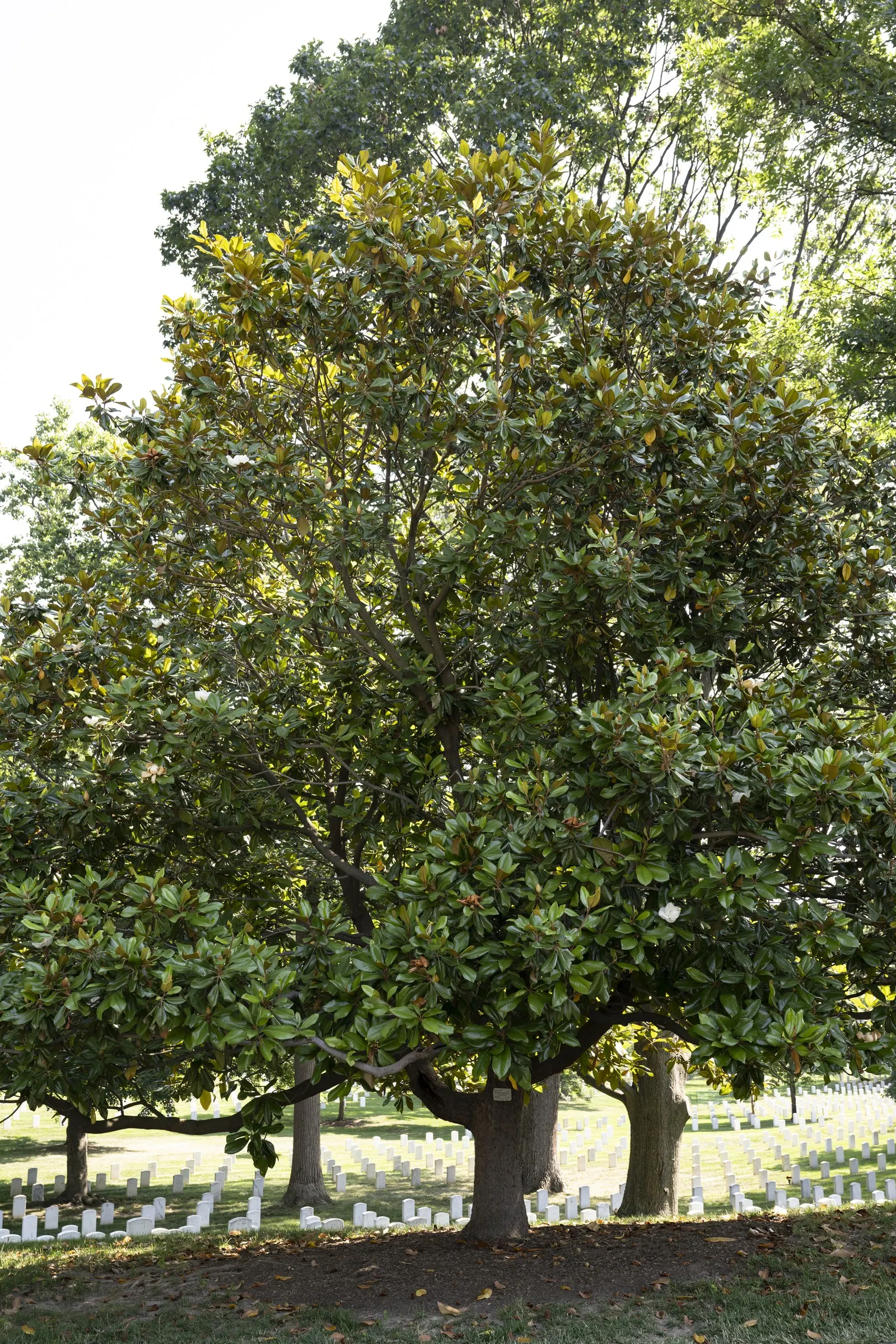 Elizabeth Magnolia (Magnolia 'Elizabeth') — Typically reaching a mature height of 30 to 50 feet with a canopy spread of 20 to 35 feet