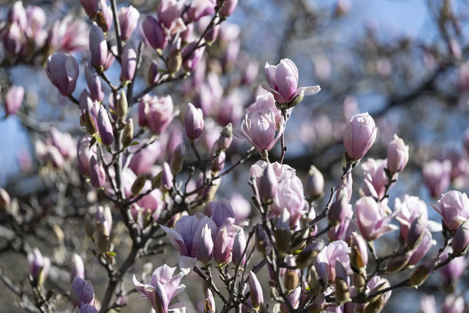Elizabeth Magnolia (Magnolia 'Elizabeth') — extending its seasonal interest.<br><br>Plant 'Elizabeth' in fertile