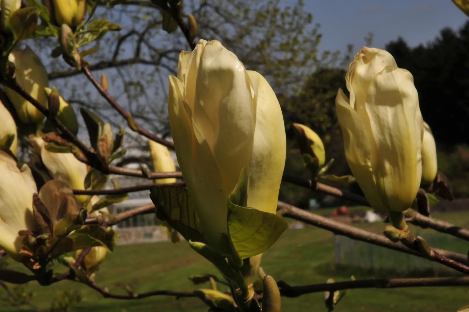 Elizabeth Magnolia (Magnolia 'Elizabeth') — Post-bloom, its medium to dark green foliage emerges, providing a lush backdrop throughout the summer months