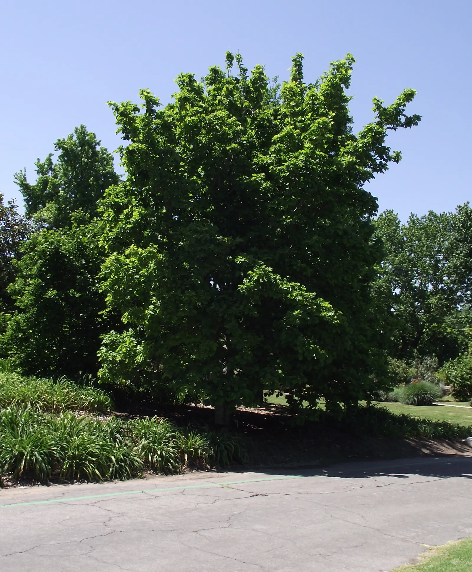 Elizabeth Magnolia (Magnolia 'Elizabeth') — adding a sensory layer to its visual appeal