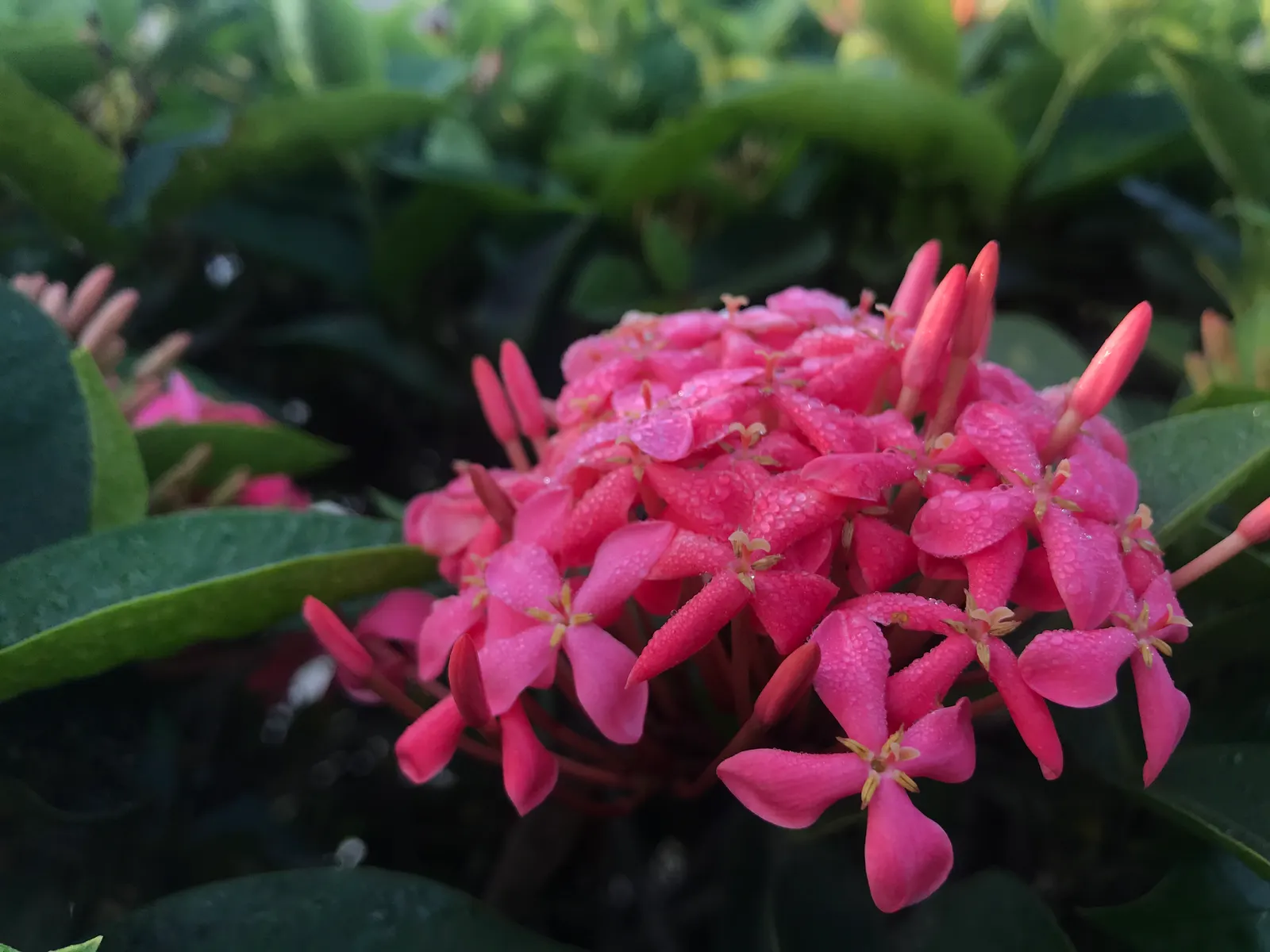 Flame Of The Woods (Ixora Coccinea) — It typically reaches a height and spread of 4 to 6 feet; regular watering is necessary, but the roots should, image 108