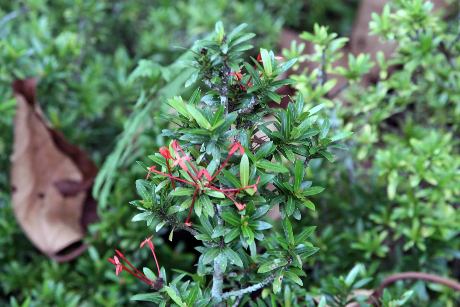Flame Of The Woods (Ixora Coccinea) — red flowers in the garden; is an evergreen shrub identified by its striking cluster of red flowers, image 55