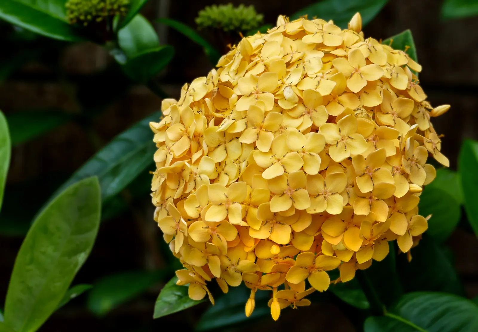Flame Of The Woods (Ixora Coccinea) — commonly referred to as Flame of the Woods or Jungle Geranium; commonly known as Flame of the Woods, image 101