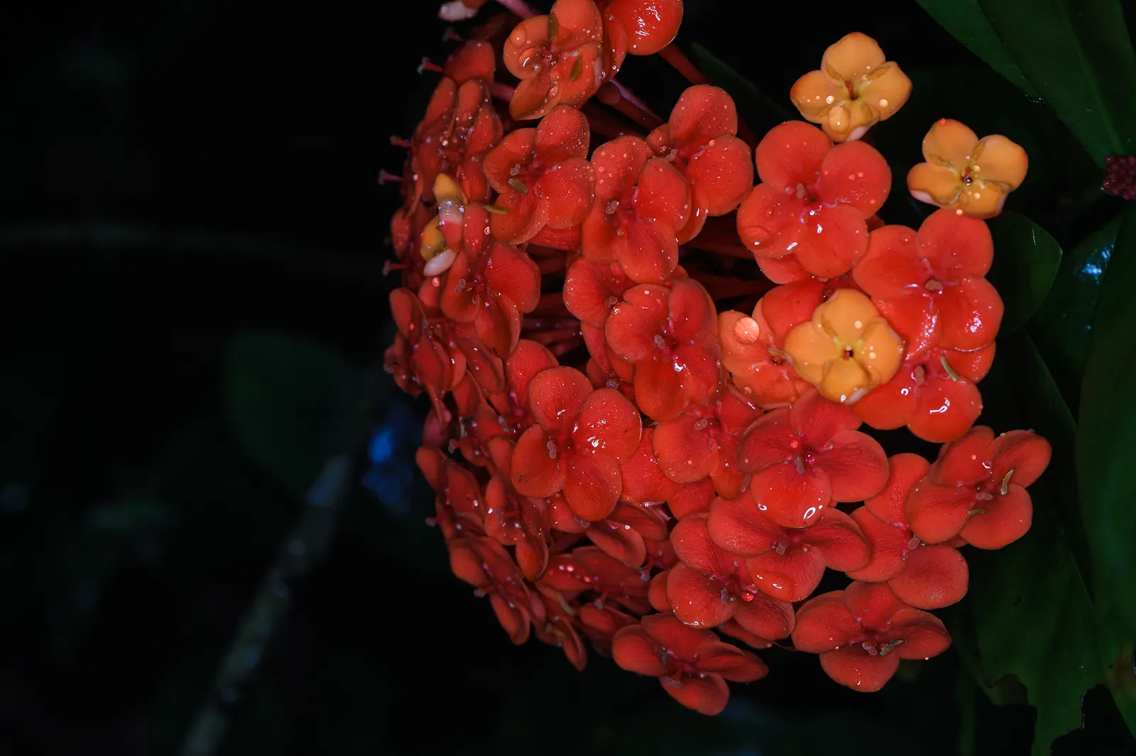 Flame Of The Woods (Ixora Coccinea) — Regular watering is necessary, but the roots should not sit in water to prevent root rot; requires regular, image 88