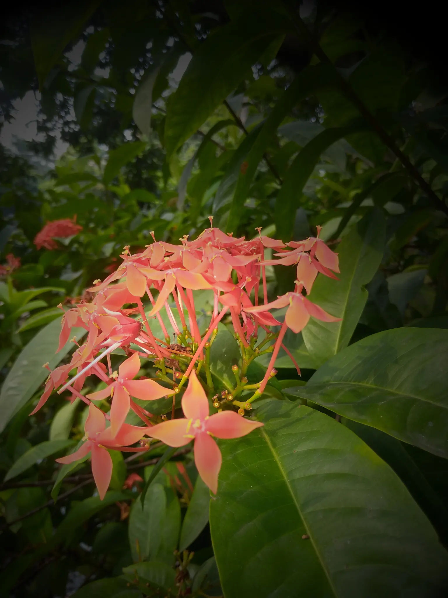 Flame Of The Woods (Ixora Coccinea) — shrub with red blooms; or yellow flower clusters which bloom throughout the year but are most abundant from, image 132