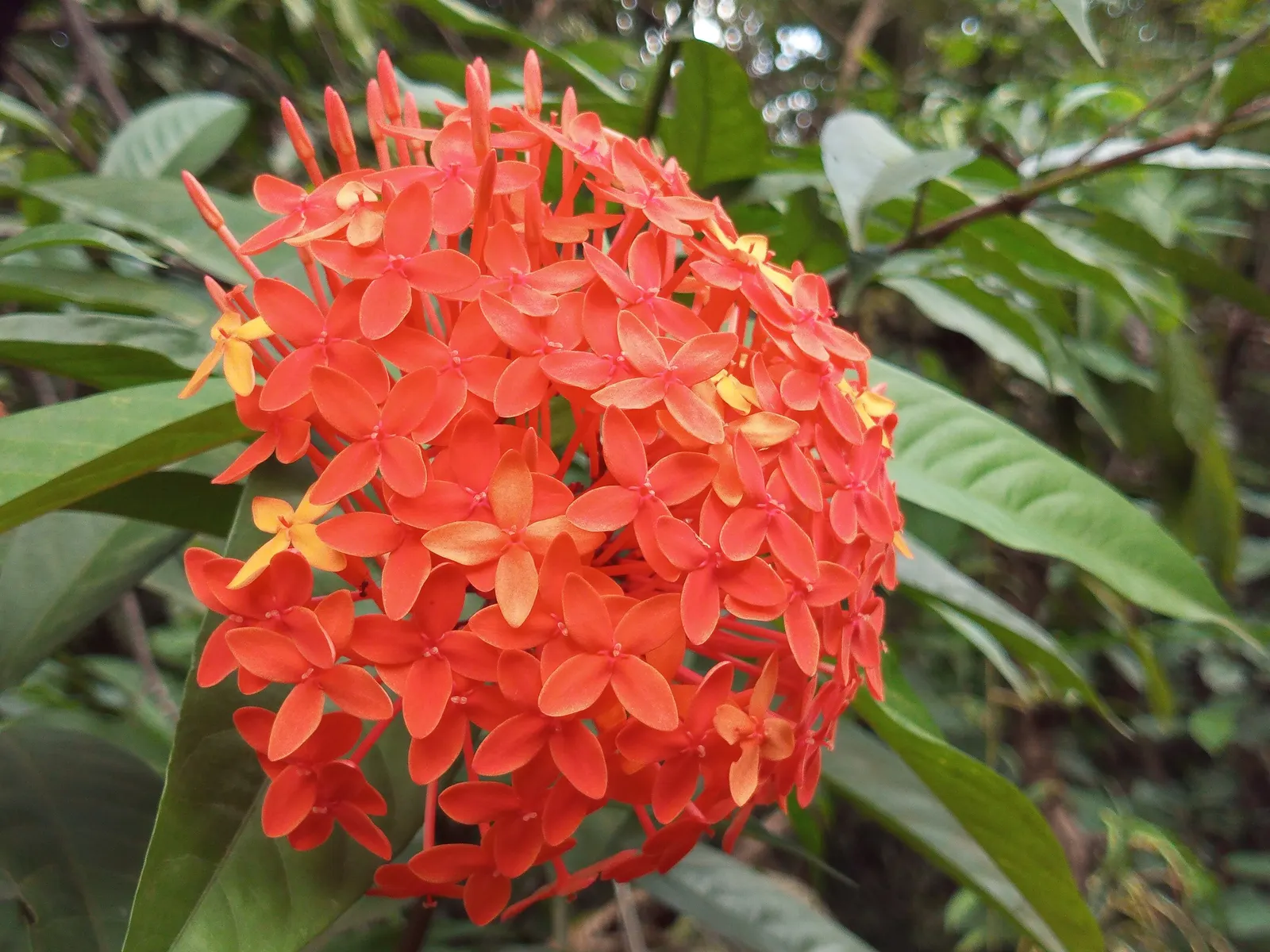 Flame Of The Woods (Ixora Coccinea) — It typically reaches a height and spread of 4 to 6 feet; regular watering is necessary, but the roots should, image 51
