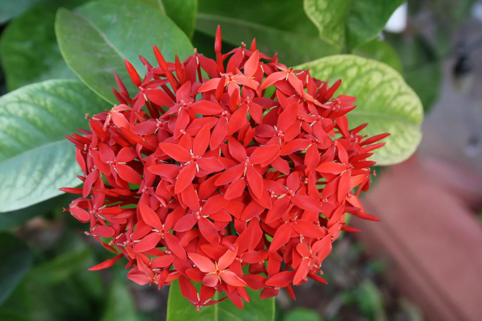 Flame Of The Woods (Ixora Coccinea) — shrub for half
