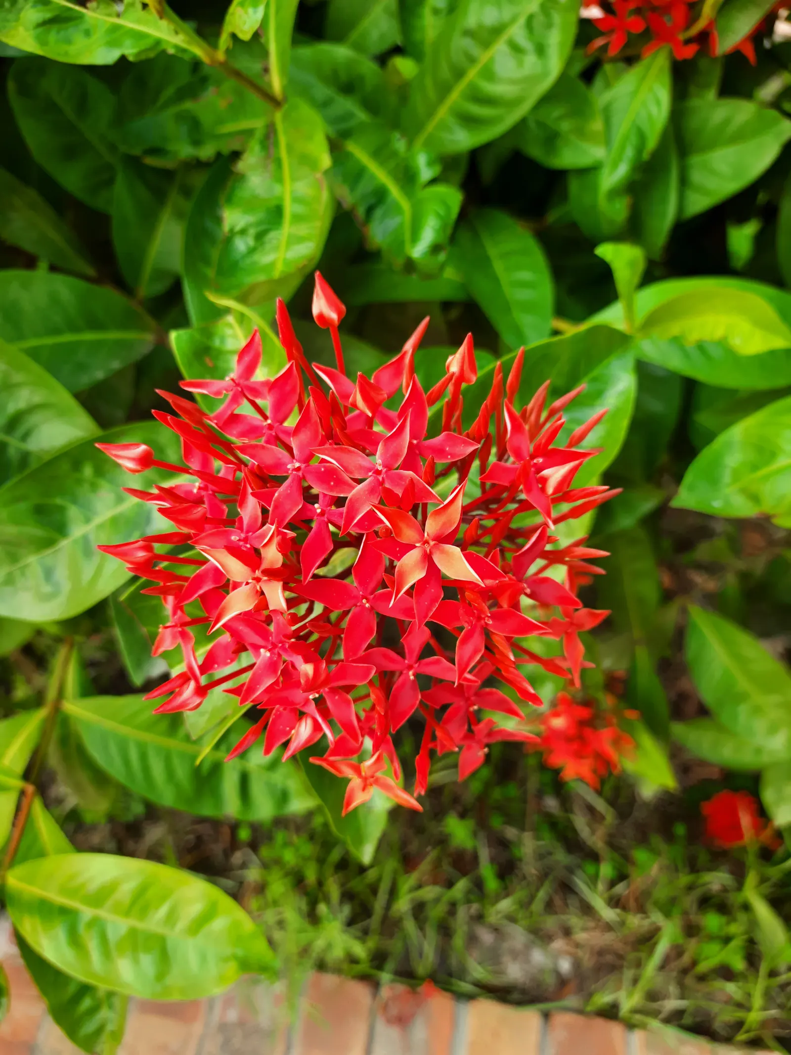 Flame Of The Woods (Ixora Coccinea) — but in perfect growing conditions; shrub for half, image 90