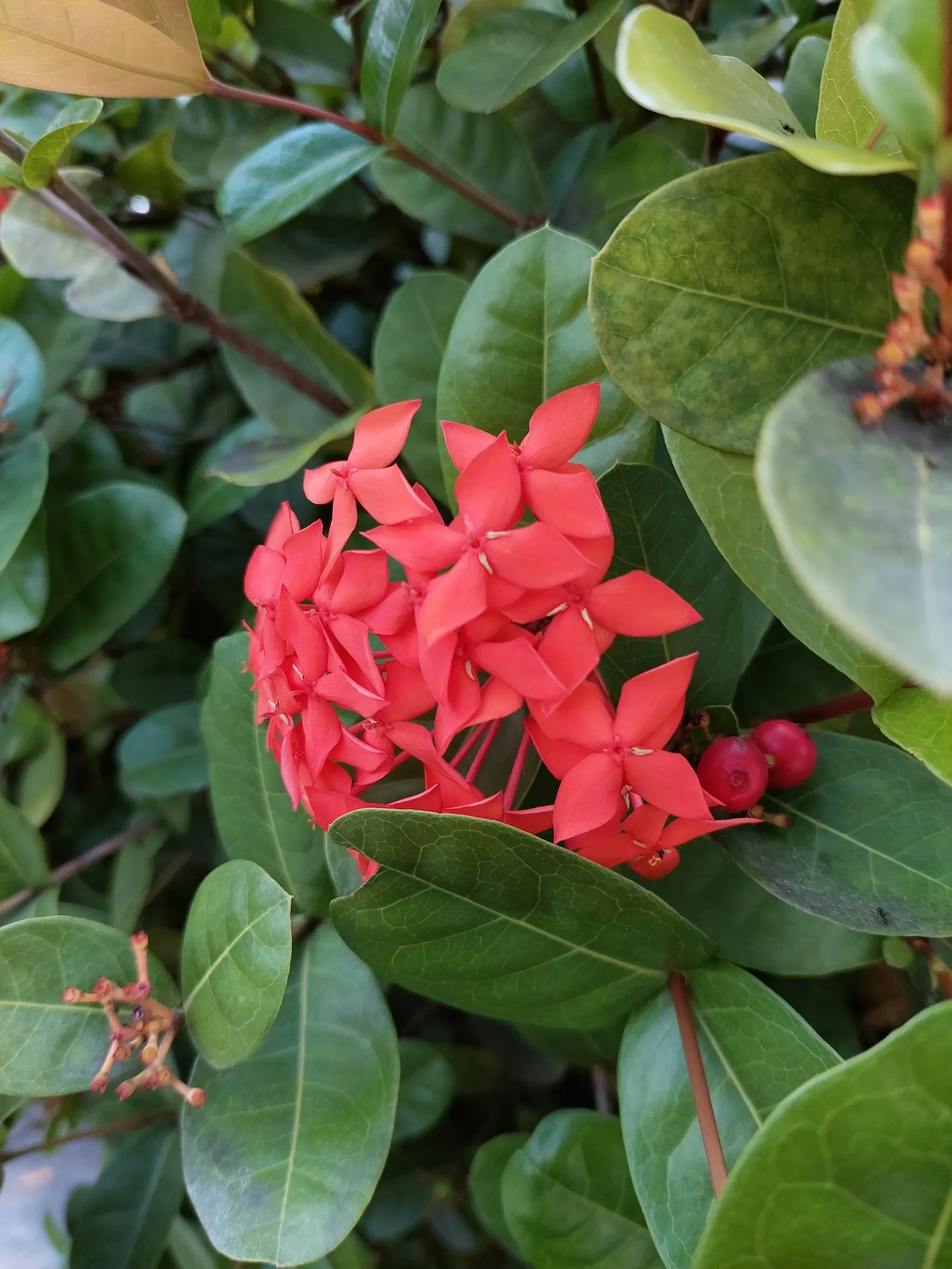 Flame Of The Woods (Ixora Coccinea) — Requires regular watering and periodic feeding for optimal blooming; it typically reaches a height and spread of 4 to 6