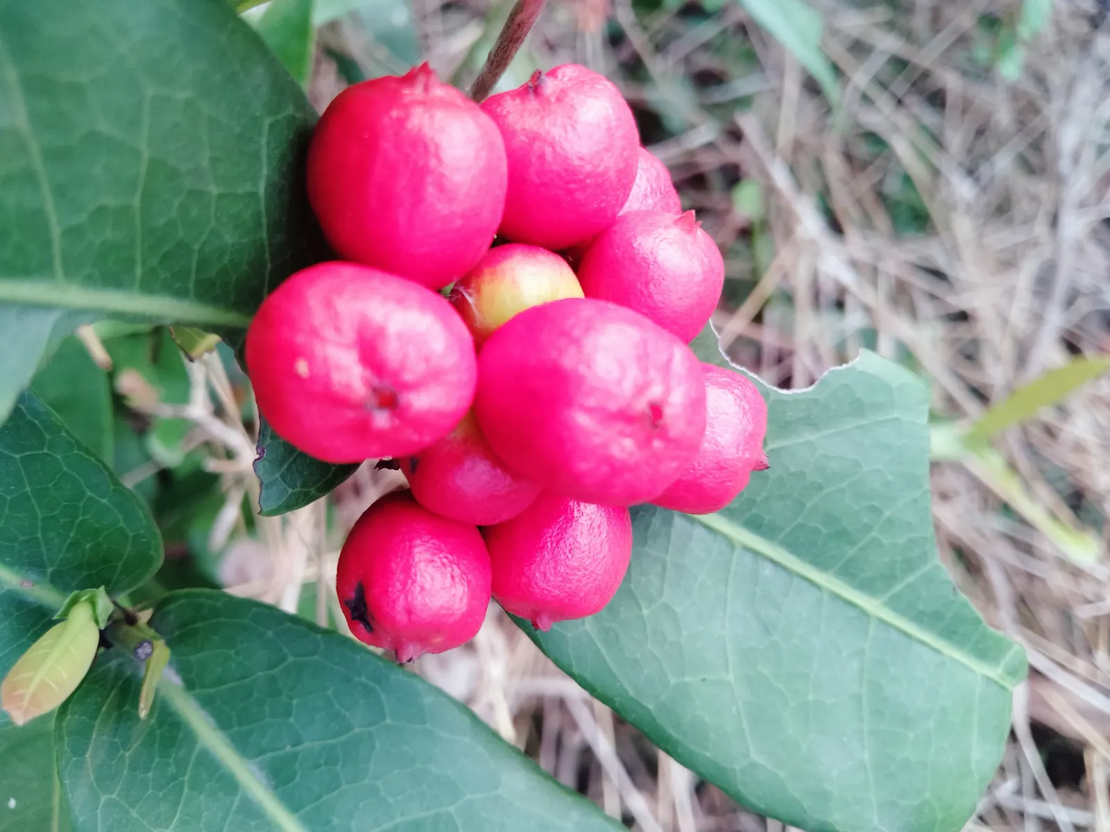 Flame Of The Woods (Ixora Coccinea) — Requires regular watering and periodic feeding for optimal blooming; it typically reaches a height and spread, image 100