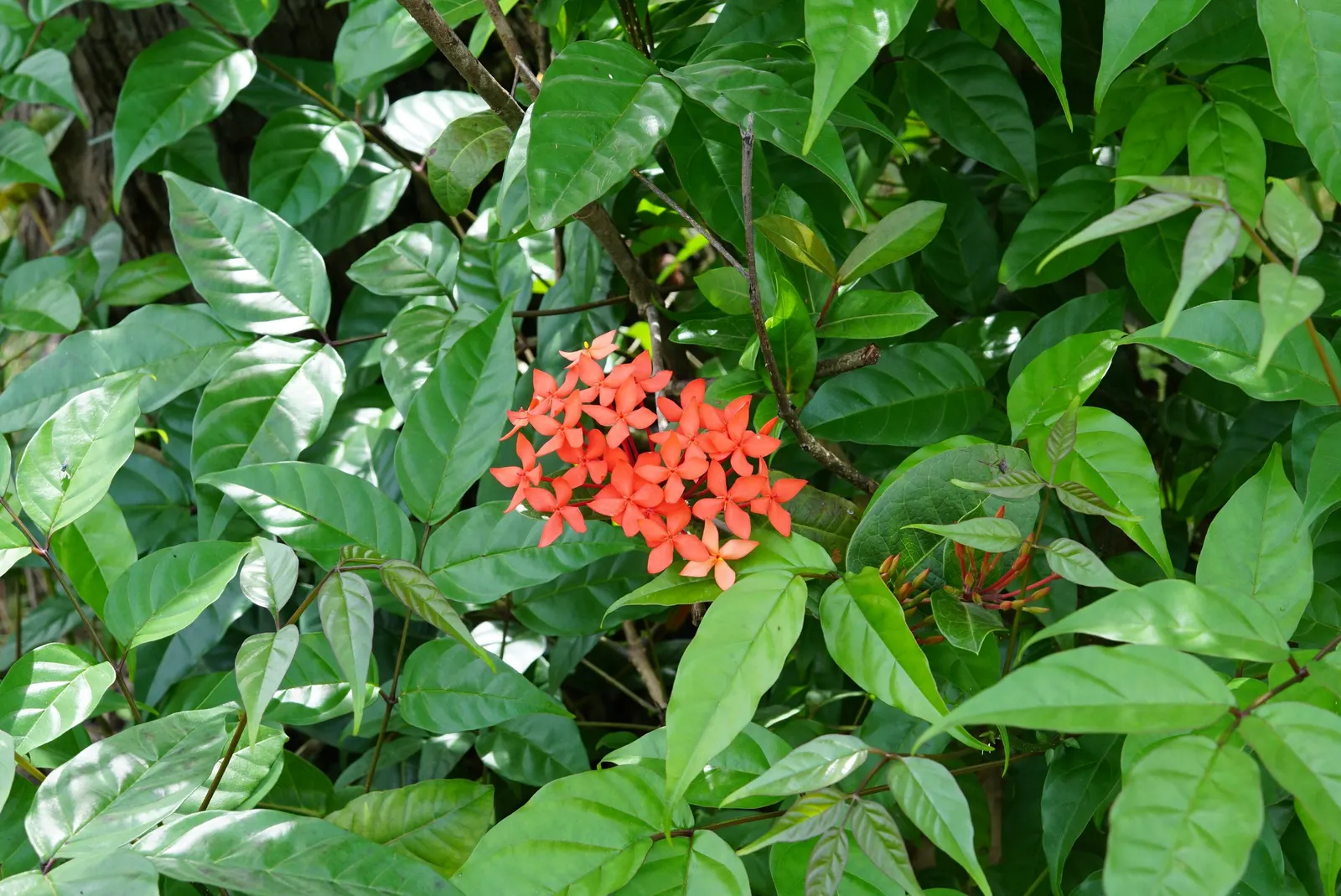 Flame Of The Woods (Ixora Coccinea) — It thrives in full sun, preferring well-draining, acidic soil; shrub with red blooms, image 79