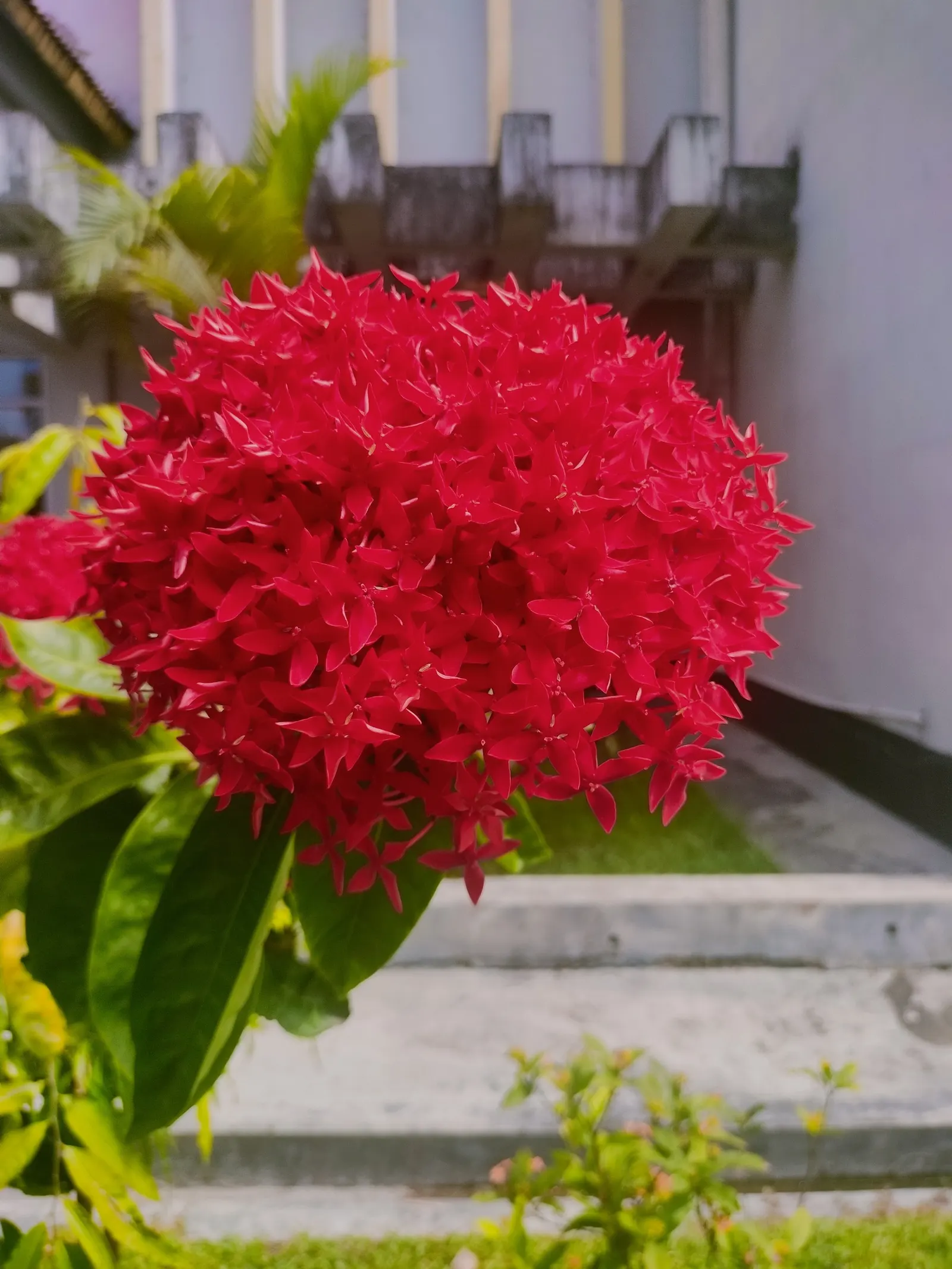 Flame Of The Woods (Ixora Coccinea) — it can surge up to 12 feet.<br><br>Regular pruning can maintain desired shapes and sizes; is a vibrant, image 72