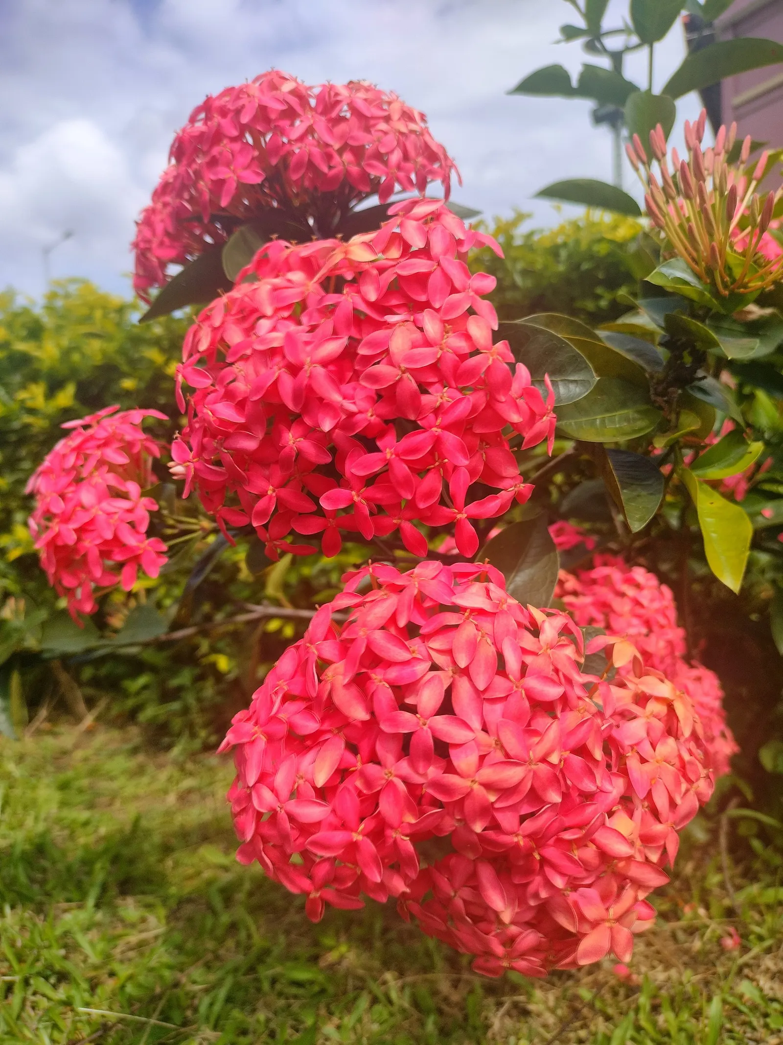 Flame Of The Woods (Ixora Coccinea) — commonly referred to as Flame of the Woods or Jungle Geranium; commonly known as Flame of the Woods, image 44