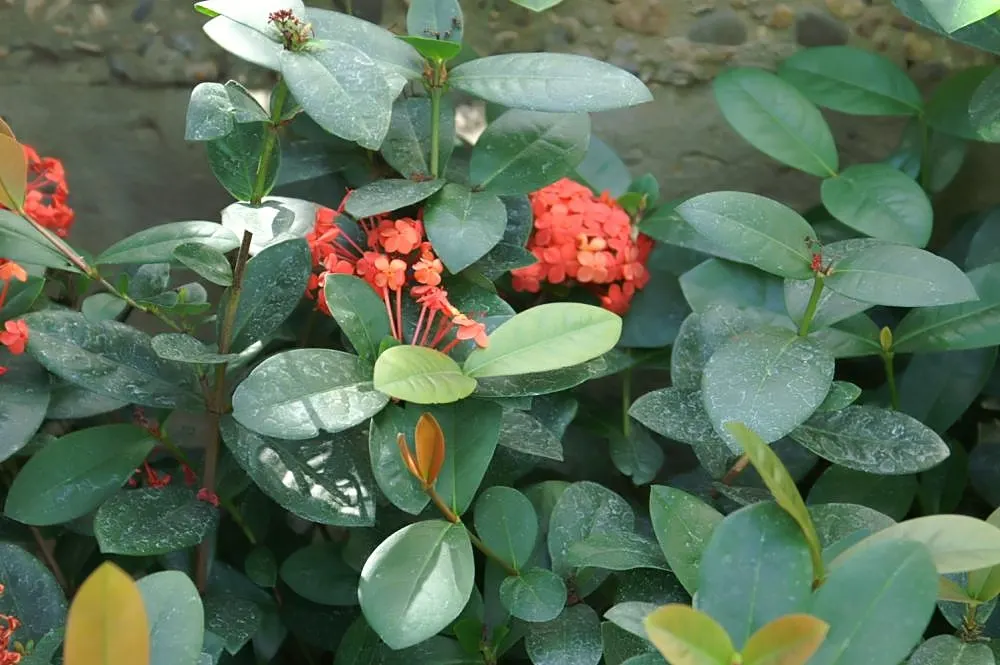 Flame Of The Woods (Ixora Coccinea) — is a vibrant evergreen shrub that adds a tropical flare to the landscape; it's cherished for its profusion of, image 83