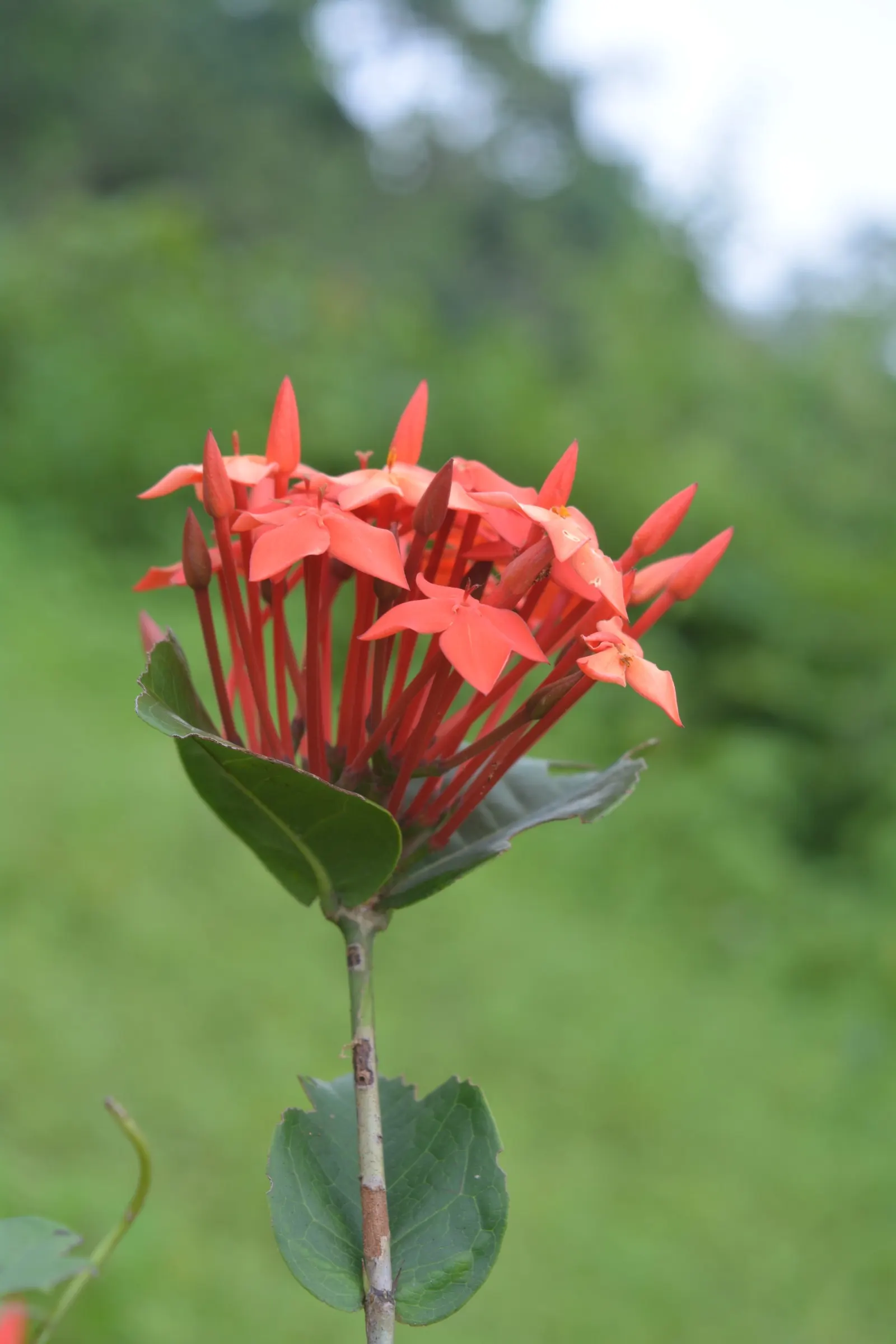 Flame Of The Woods (Ixora Coccinea) — making Ixora coccinea well-suited for hedges or as a standout specimen plant; but in perfect growing, image 54