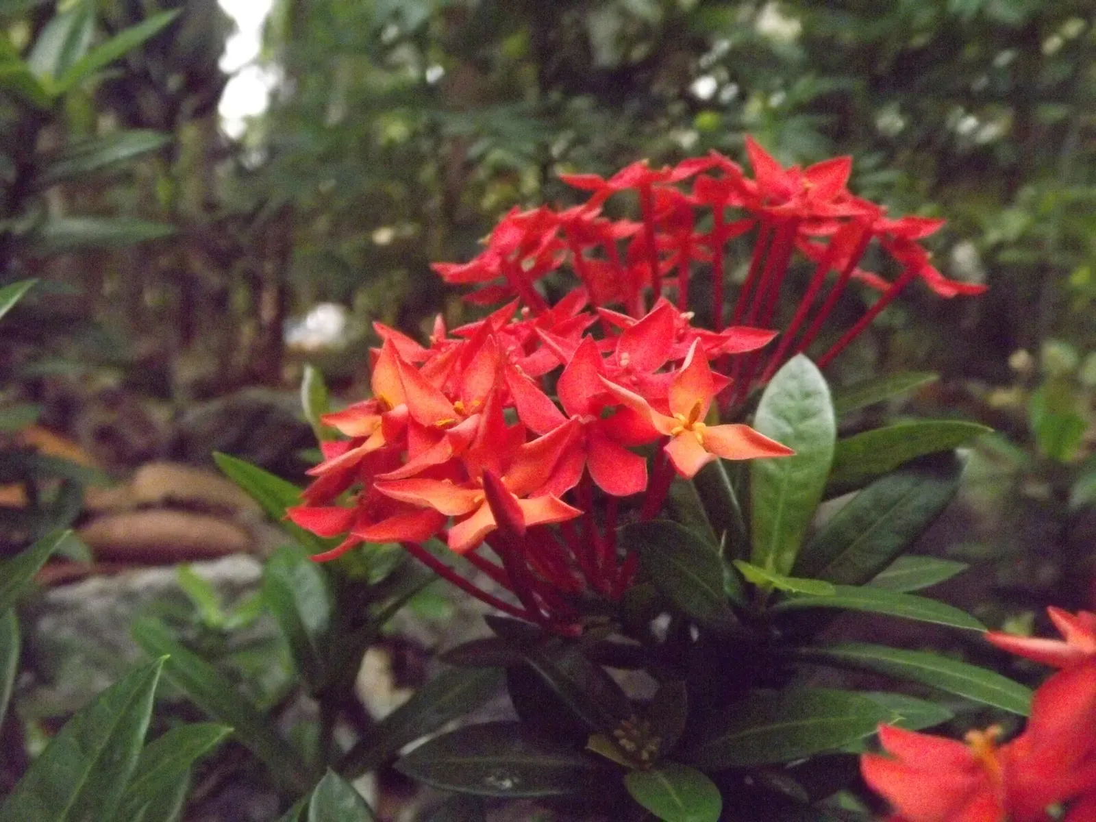Flame Of The Woods (Ixora Coccinea) — It's cherished for its profusion of fiery red; it can surge up to 12 feet.<br><br>Regular pruning can, image 46