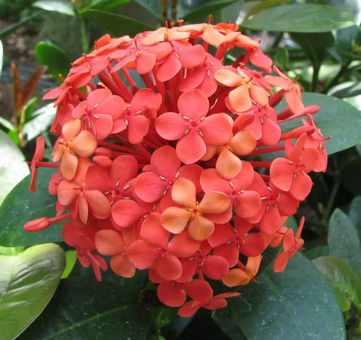 Flame Of The Woods (Ixora Coccinea) — shrub with red blooms; or yellow flower clusters which bloom throughout the year but are most abundant from, image 75