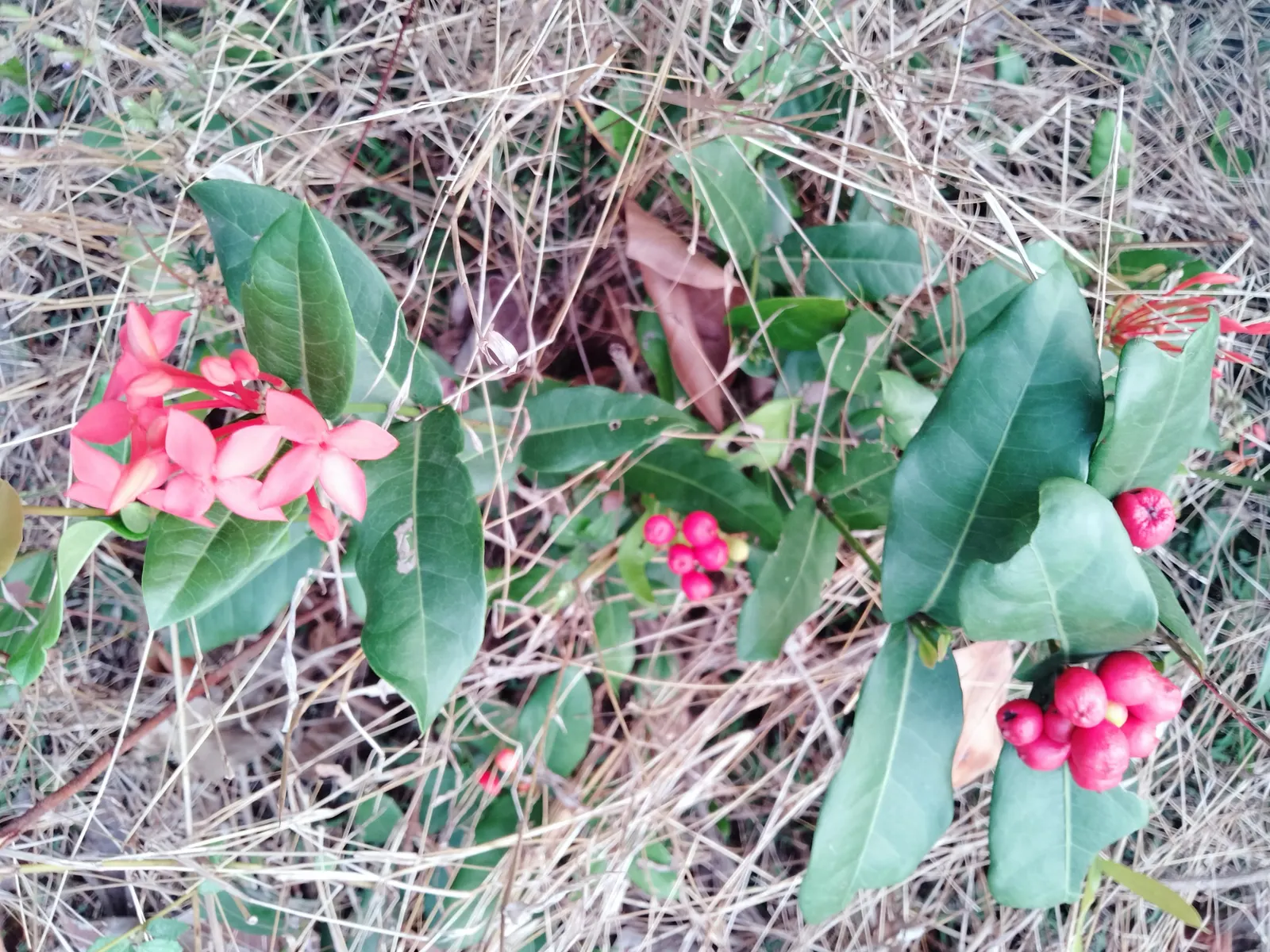 Flame Of The Woods (Ixora Coccinea) — each flower cluster can reach a width of 2 to 5 inches and consists of tiny, image 67