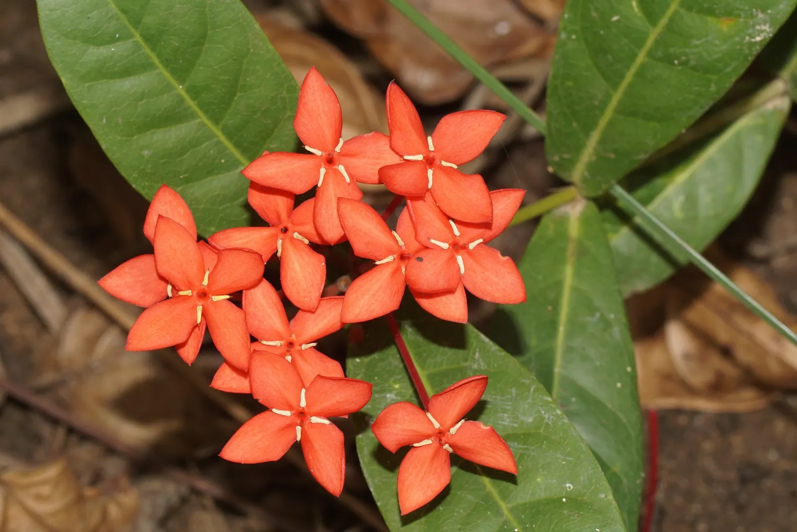 Flame Of The Woods (Ixora Coccinea) — each flower cluster can reach a width of 2 to 5 inches and consists of tiny, image 143
