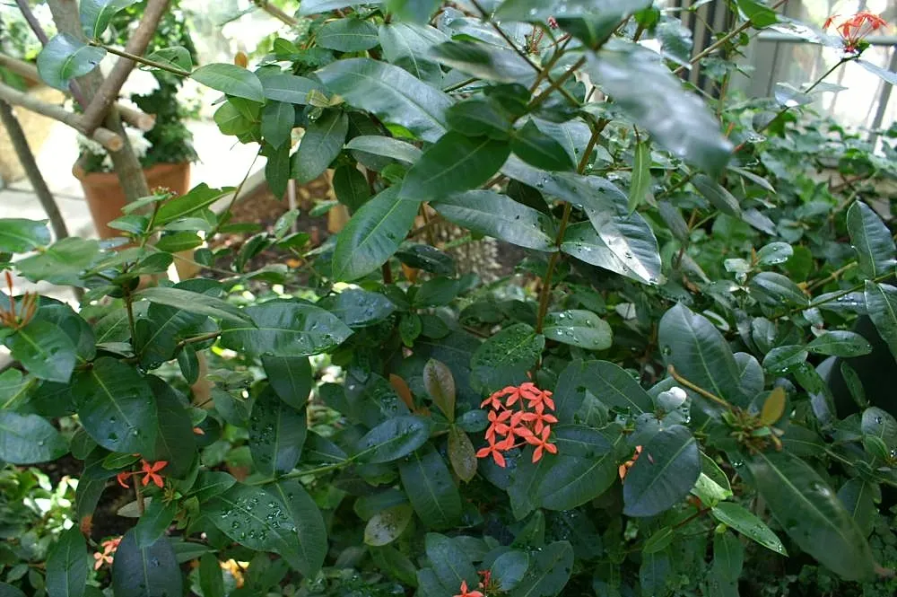 Flame Of The Woods (Ixora Coccinea) — red flowers in the garden; is an evergreen shrub identified by its striking cluster of red flowers, image 150