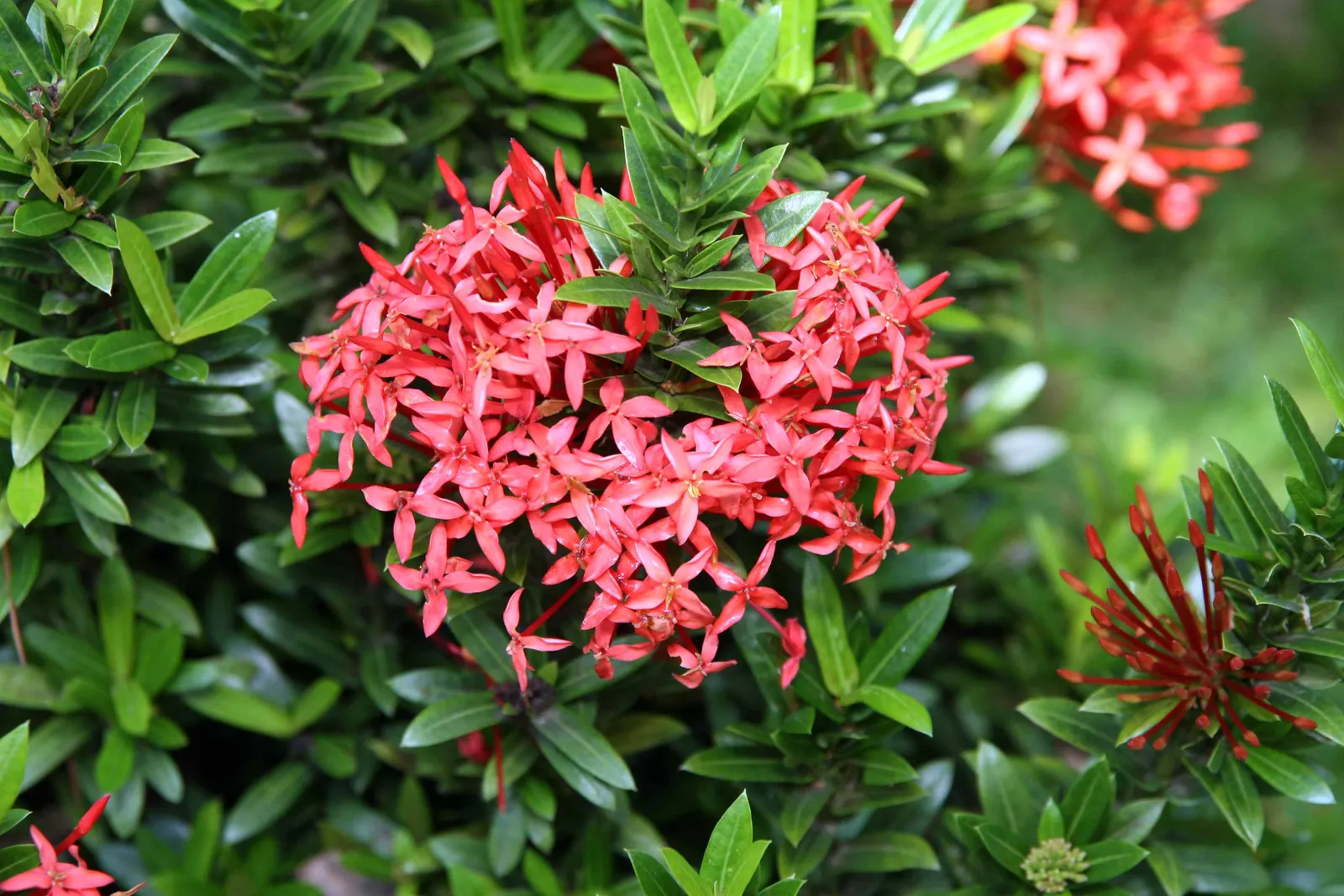 Flame Of The Woods (Ixora Coccinea) — red flowers in the garden; is an evergreen shrub identified by its striking cluster of red flowers, image 131