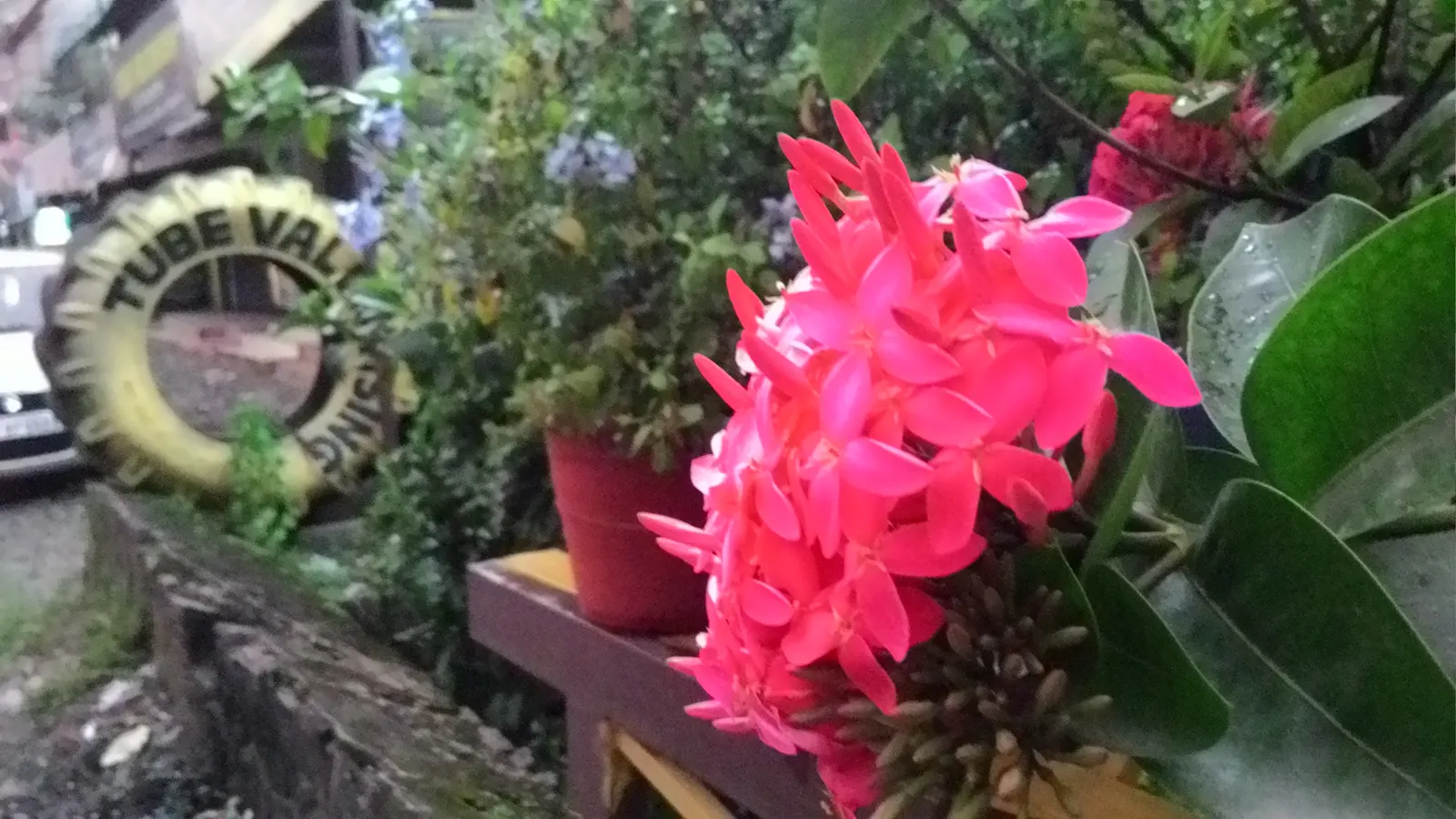 Flame Of The Woods (Ixora Coccinea) — it can surge up to 12 feet.<br><br>Regular pruning can maintain desired shapes and sizes; is a vibrant, image 129