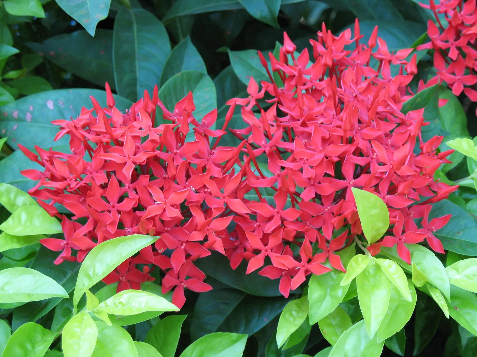 Flame Of The Woods (Ixora Coccinea) — each flower cluster can reach a width of 2 to 5 inches and consists of tiny, image 105