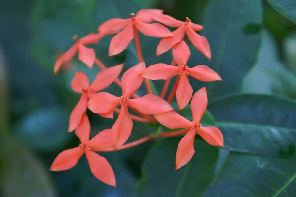 Flame Of The Woods (Ixora Coccinea) — or yellow flower clusters which bloom throughout the year but are most abundant from late spring to early, image 85