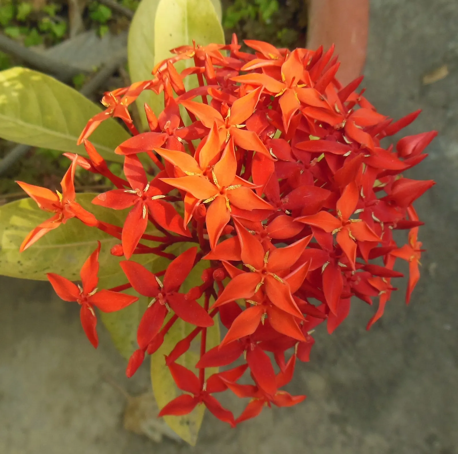 Flame Of The Woods (Ixora Coccinea) — shrub with red blooms
