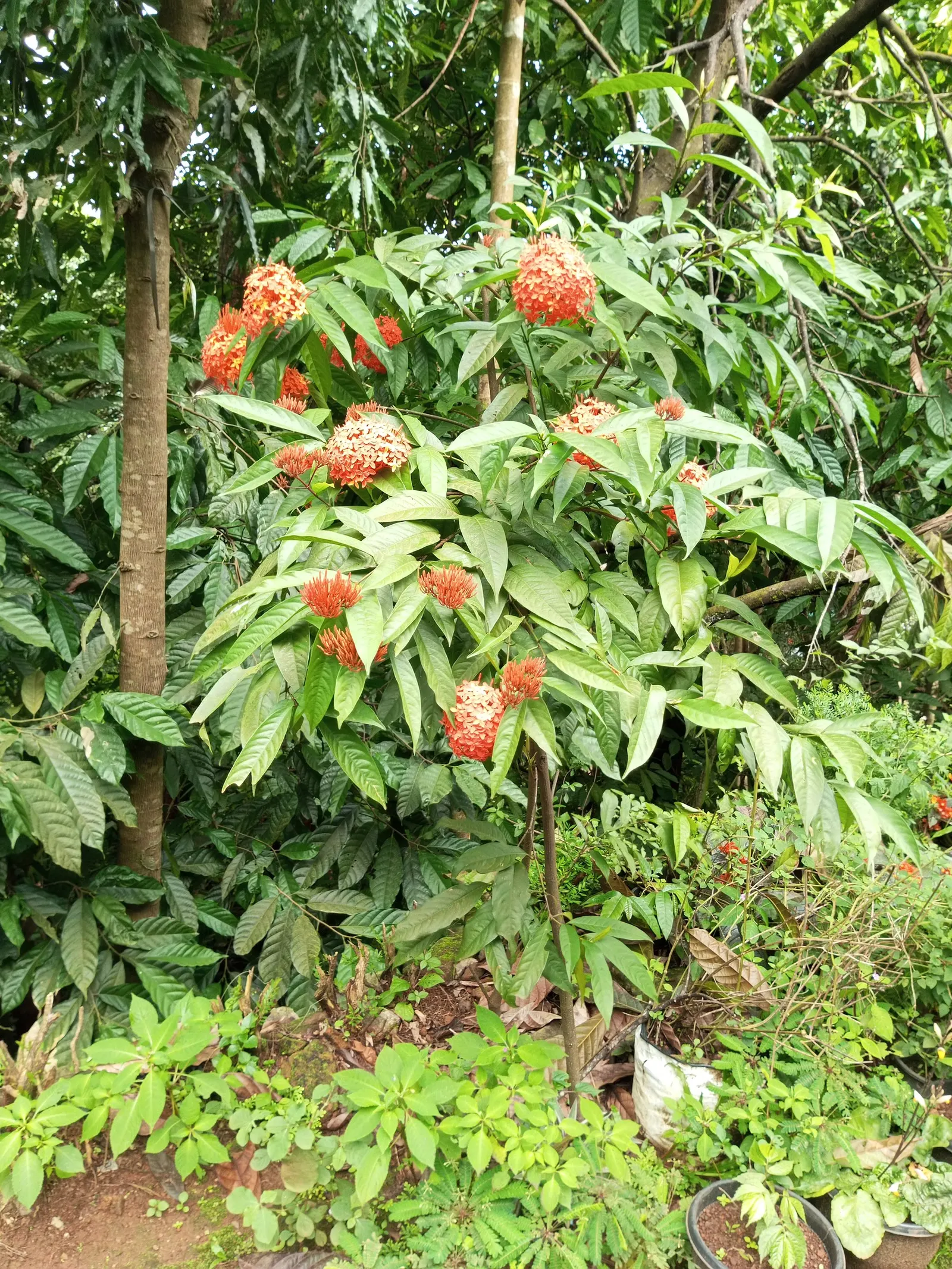 Flame Of The Woods (Ixora Coccinea) — With a mature size of up to 6 feet tall and 5 feet wide, it's ideal for hedges or as a focal plant; commonly, image 42