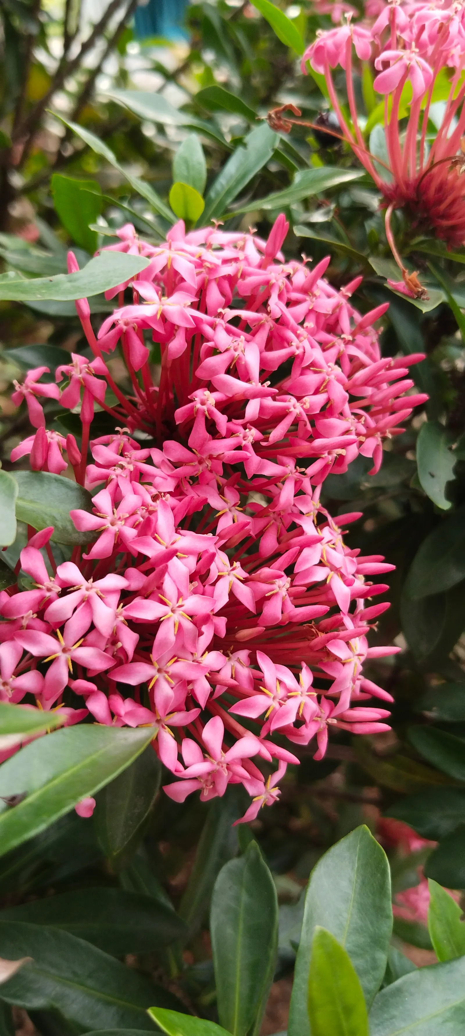 Flame Of The Woods (Ixora Coccinea) — Requires regular watering and periodic feeding for optimal blooming; it typically reaches a height and spread, image 119