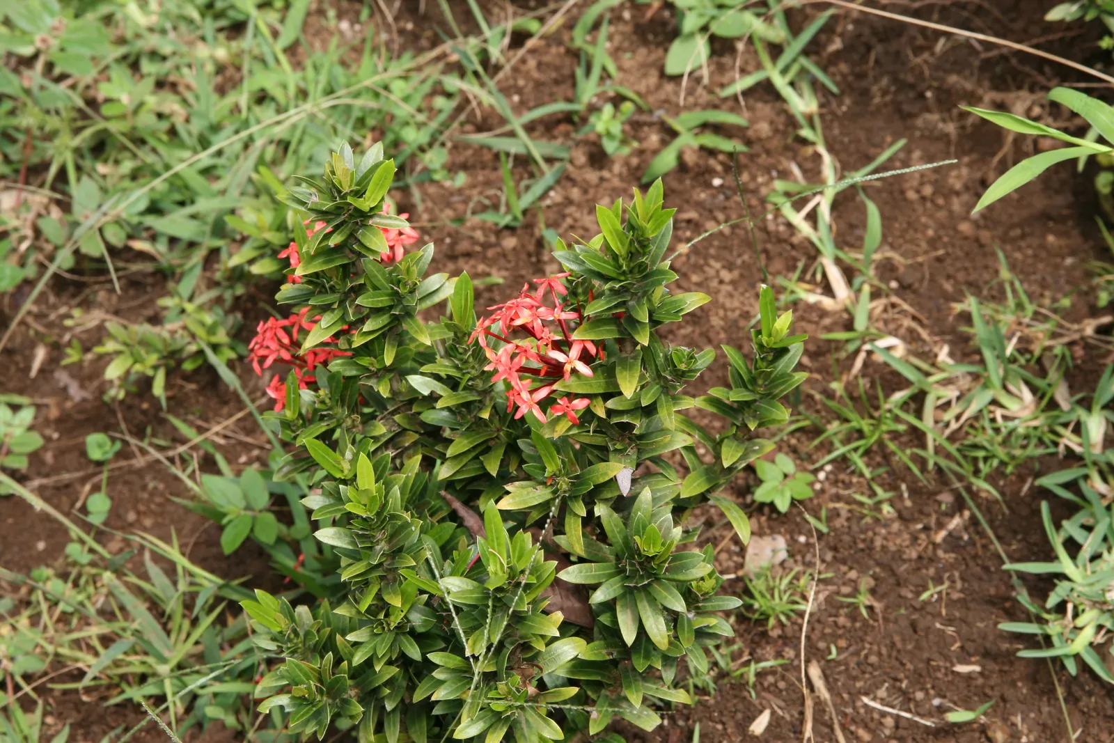 Flame Of The Woods (Ixora Coccinea) — or yellow flower clusters which bloom throughout the year but are most abundant from late spring to early fall