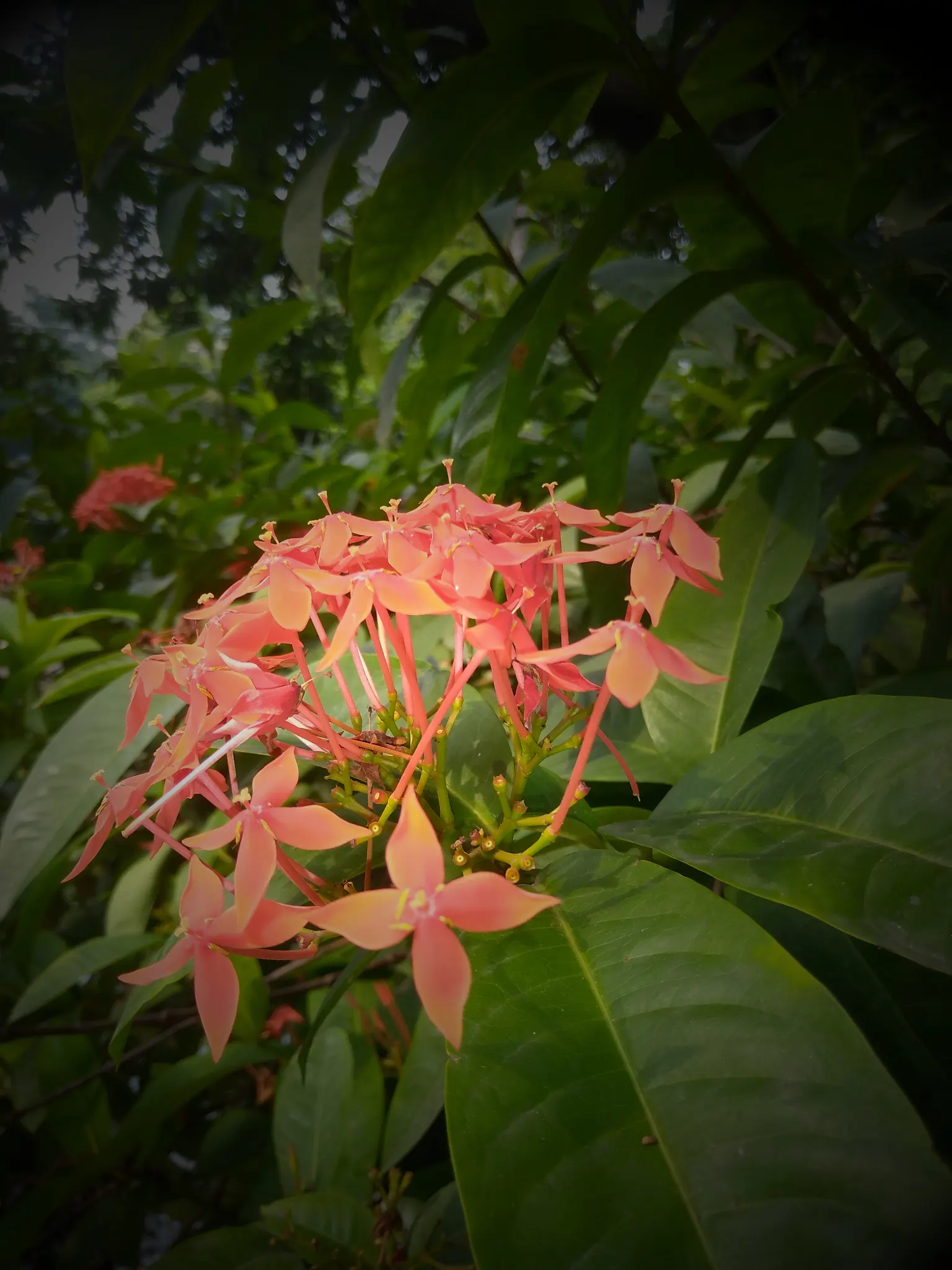 Flame Of The Woods (Ixora Coccinea) — each flower cluster can reach a width of 2 to 5 inches and consists of tiny, image 124