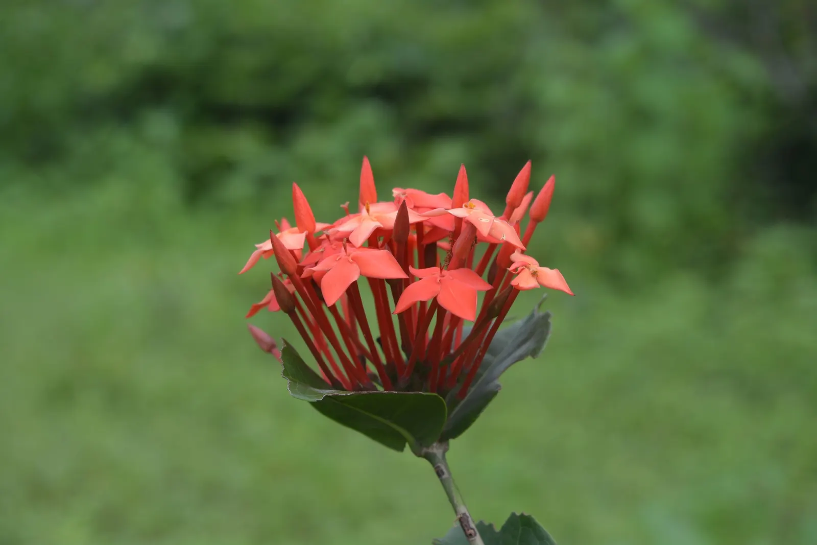 Flame Of The Woods (Ixora Coccinea) — red flowers in the garden