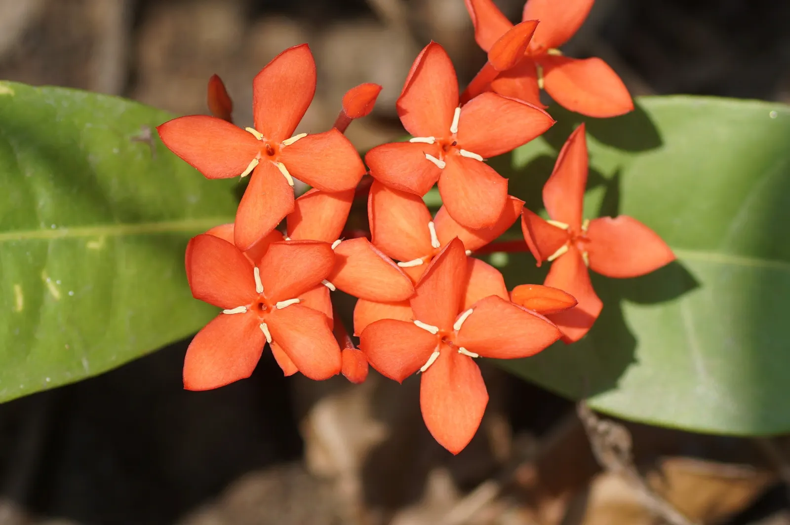 Flame Of The Woods (Ixora Coccinea) — Regular watering is necessary, but the roots should not sit in water to prevent root rot; requires regular, image 145