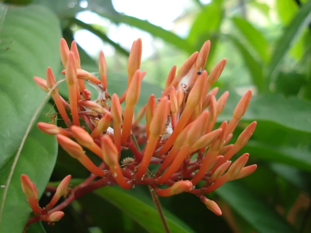 Flame Of The Woods (Ixora Coccinea) — shrub for half; making Ixora coccinea well-suited for hedges or as a standout specimen plant, image 133
