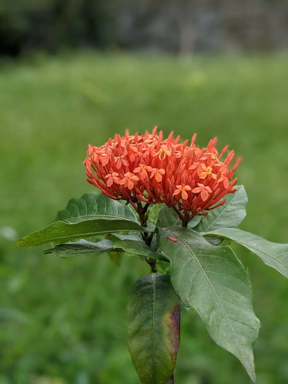 Flame Of The Woods (Ixora Coccinea) — It thrives in full sun, preferring well-draining, acidic soil; shrub with red blooms, image 60