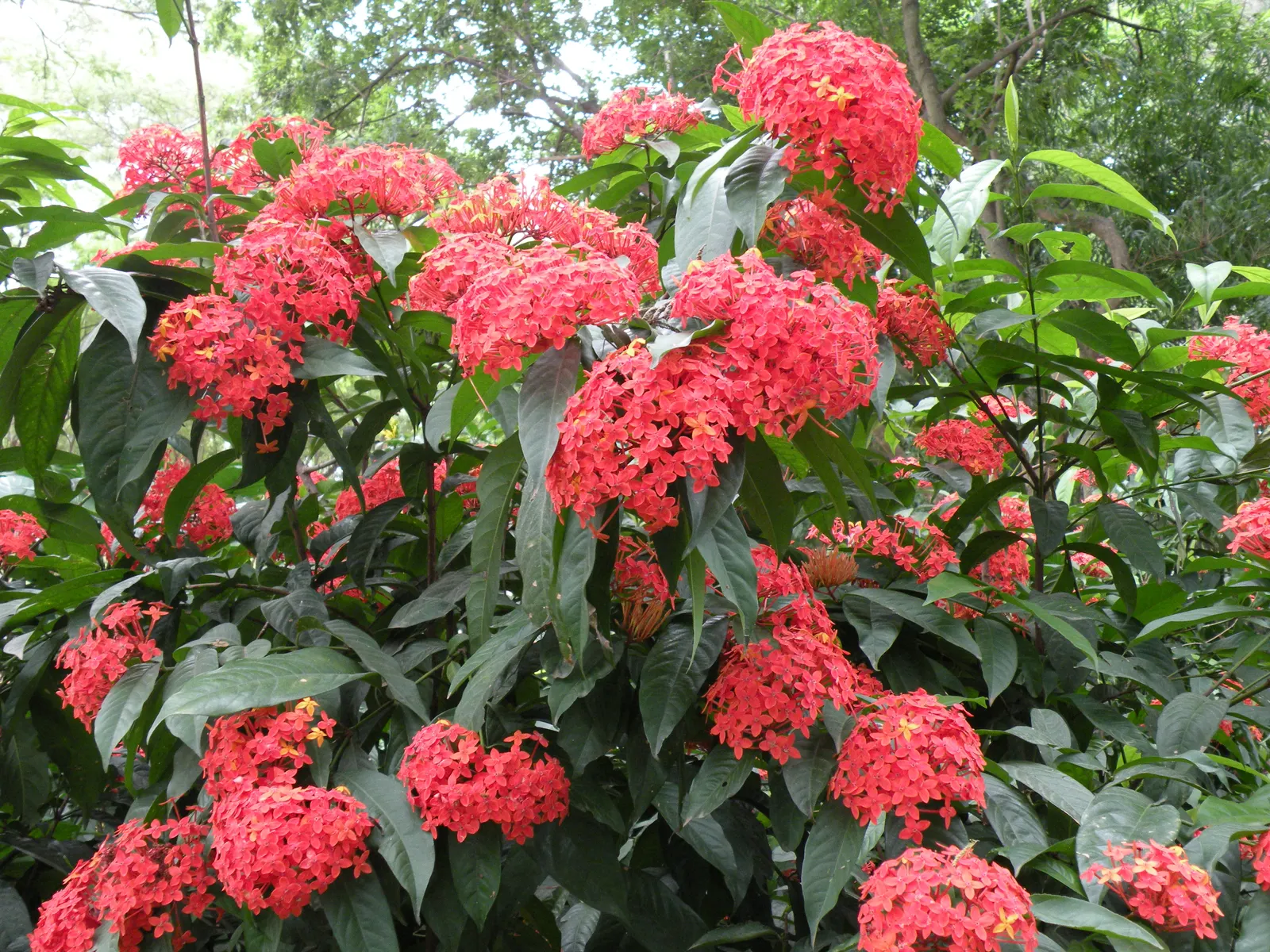 Flame Of The Woods (Ixora Coccinea) — each flower cluster can reach a width of 2 to 5 inches and consists of tiny, image 29