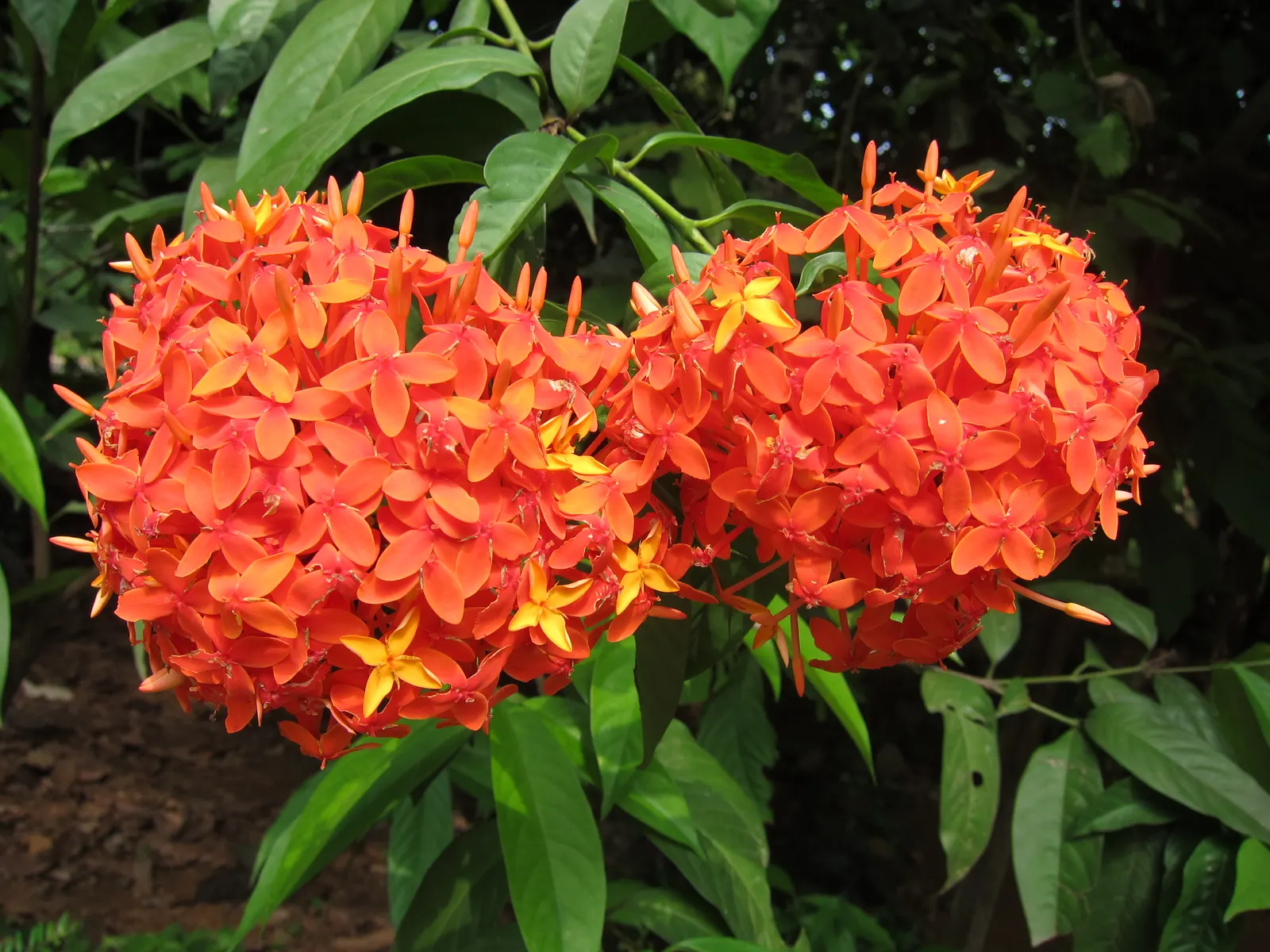 Flame Of The Woods (Ixora Coccinea) — With a mature size of up to 6 feet tall and 5 feet wide, it's ideal for hedges or as a focal plant; commonly, image 118